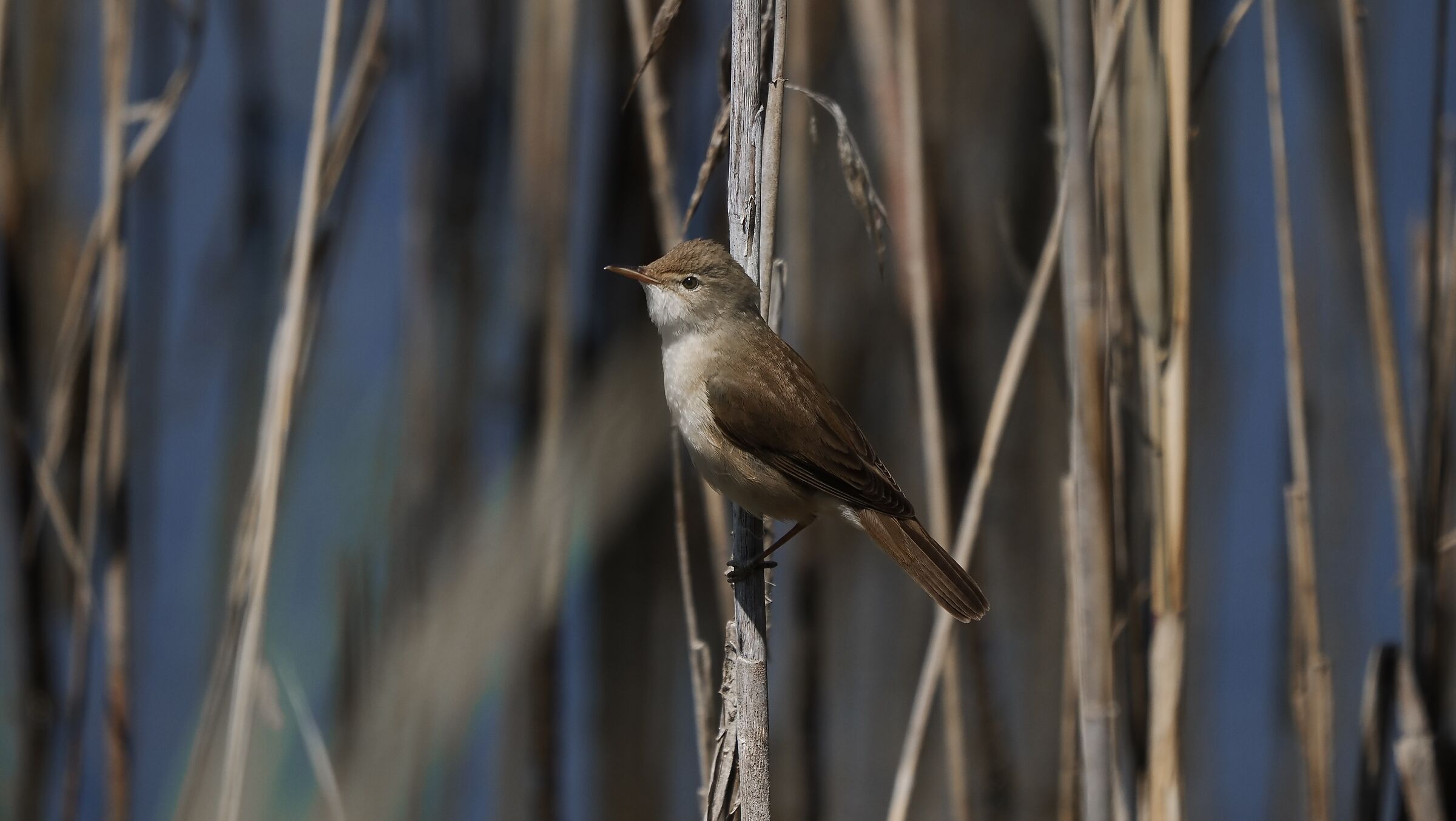 Reed warbler