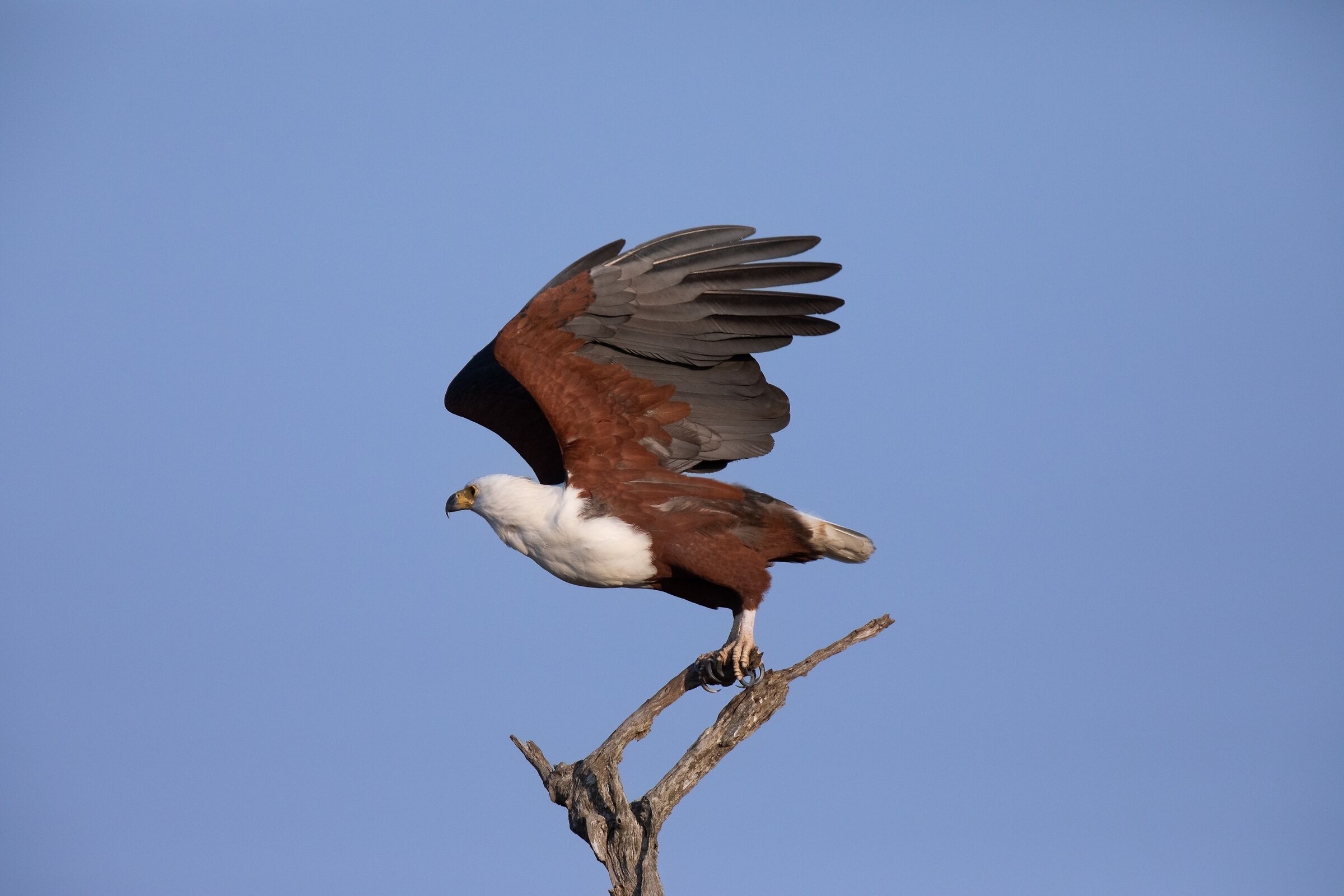 Fish Eagle