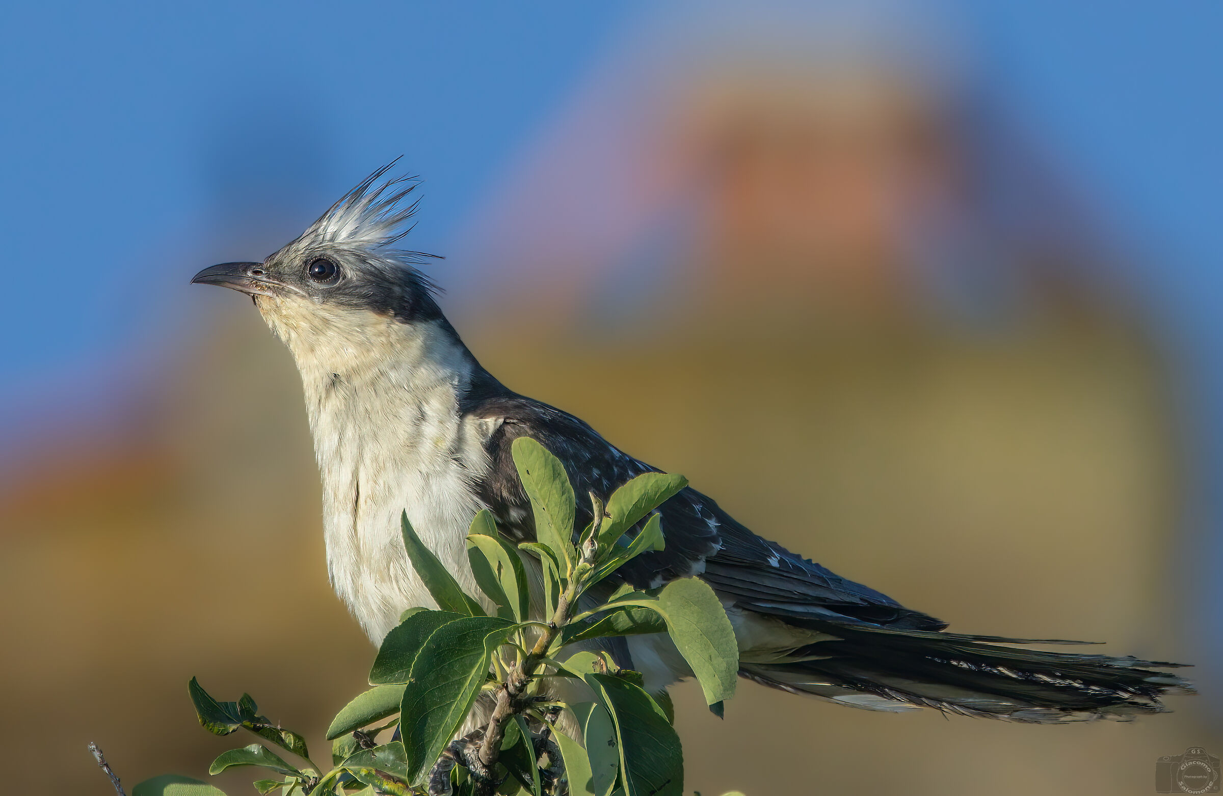 Tufted cuckoo.