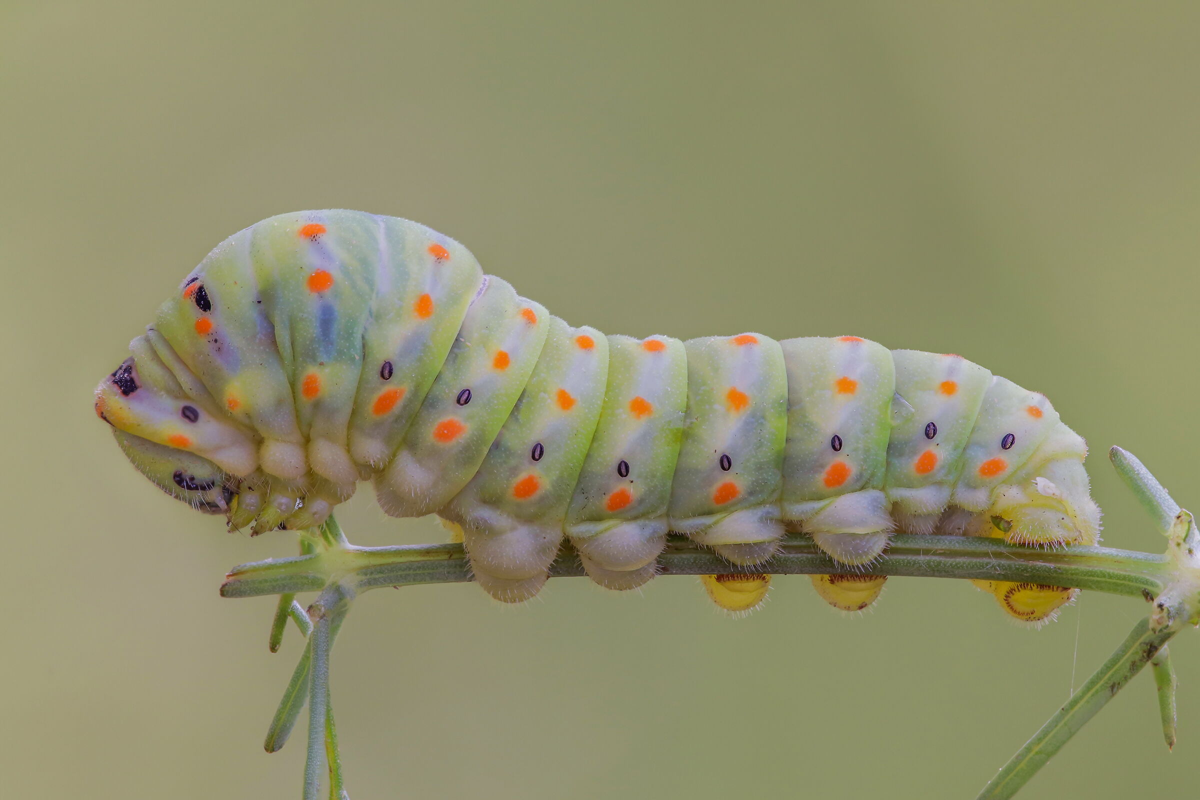 Macaone caterpillar