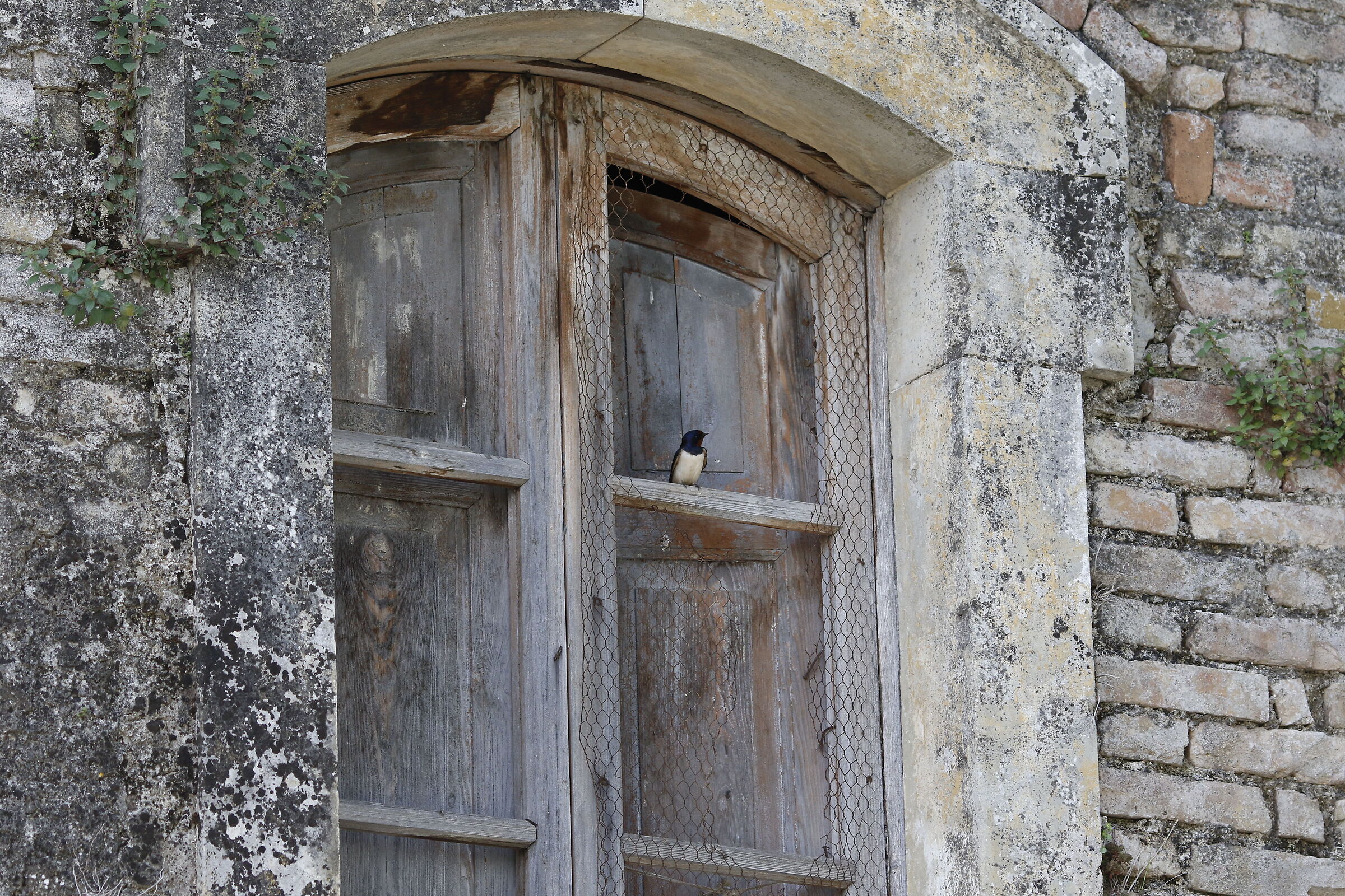 " Crop 216 ", Canon 135 F.2 L Usm, 7D II