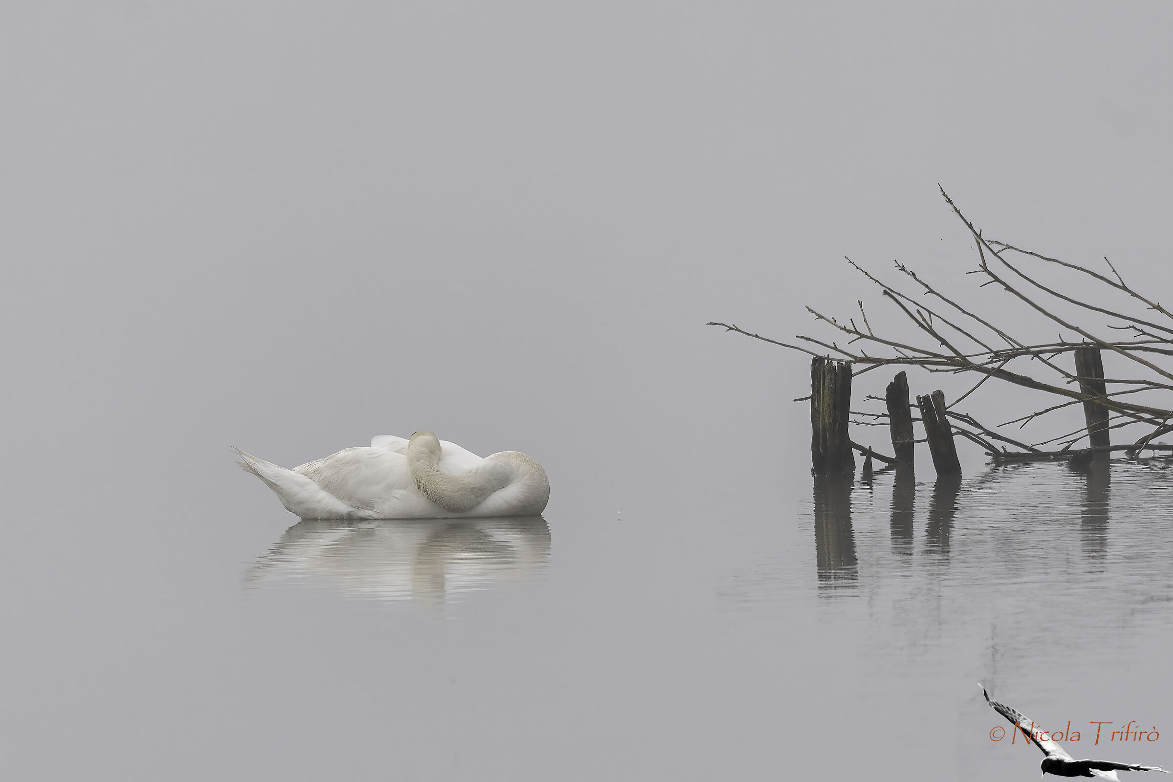 Swan in the fog