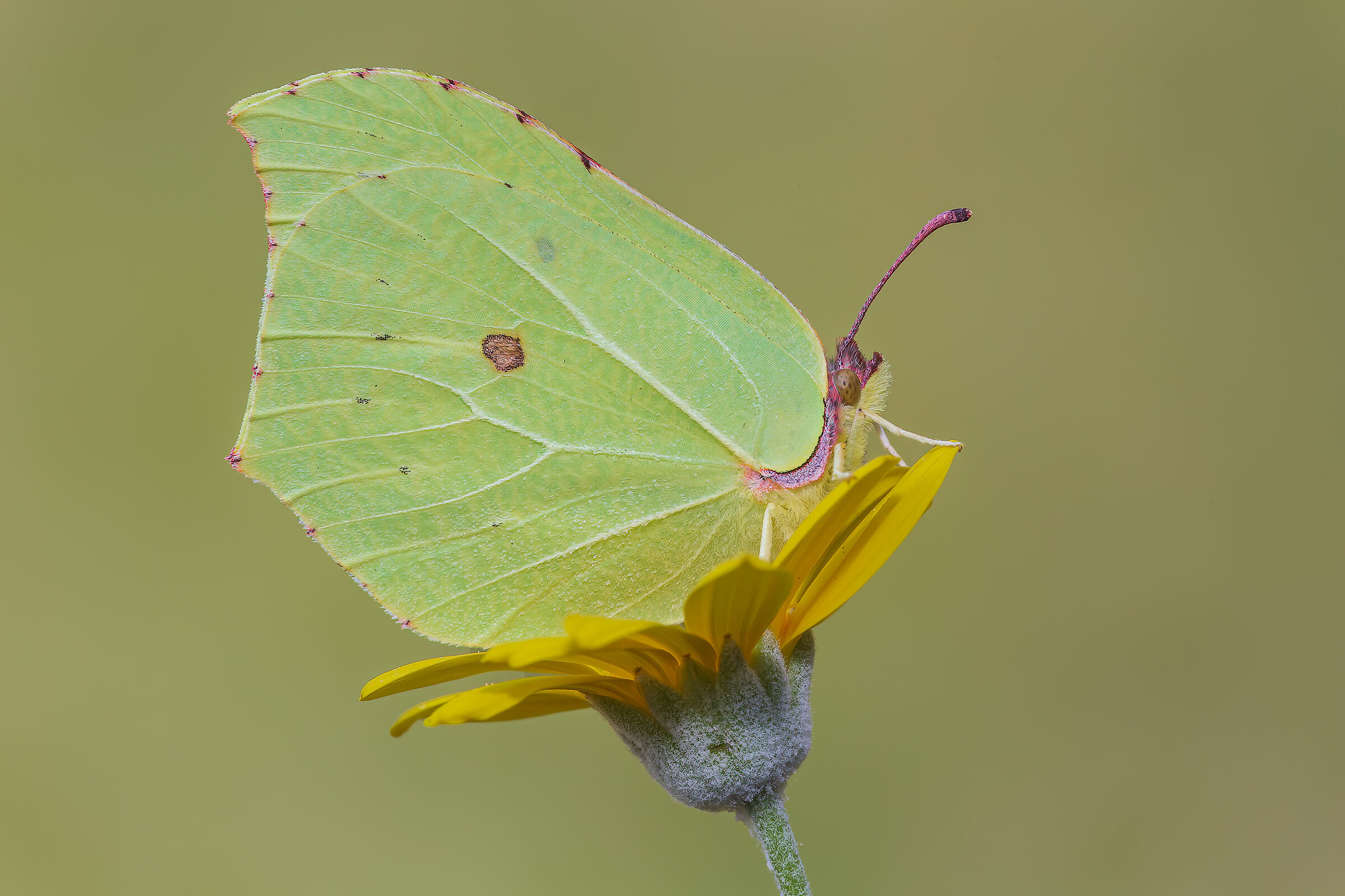 Gonepteryx rhamni