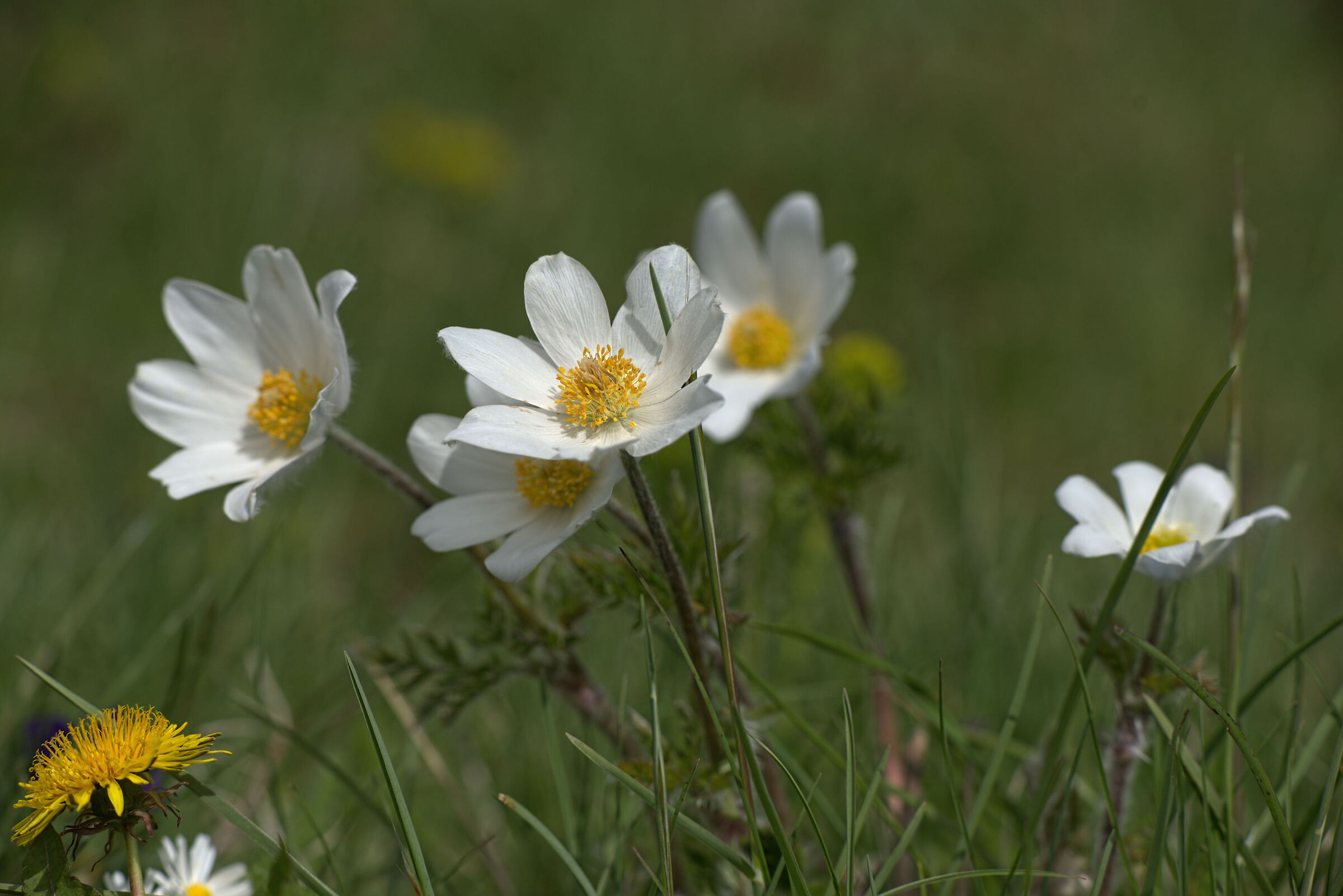 Anemone pulsatilla alpina