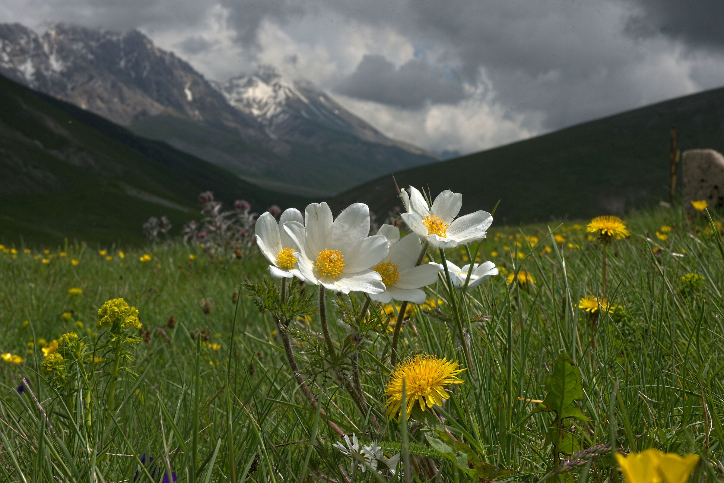 Anemone pulsatilla alpina