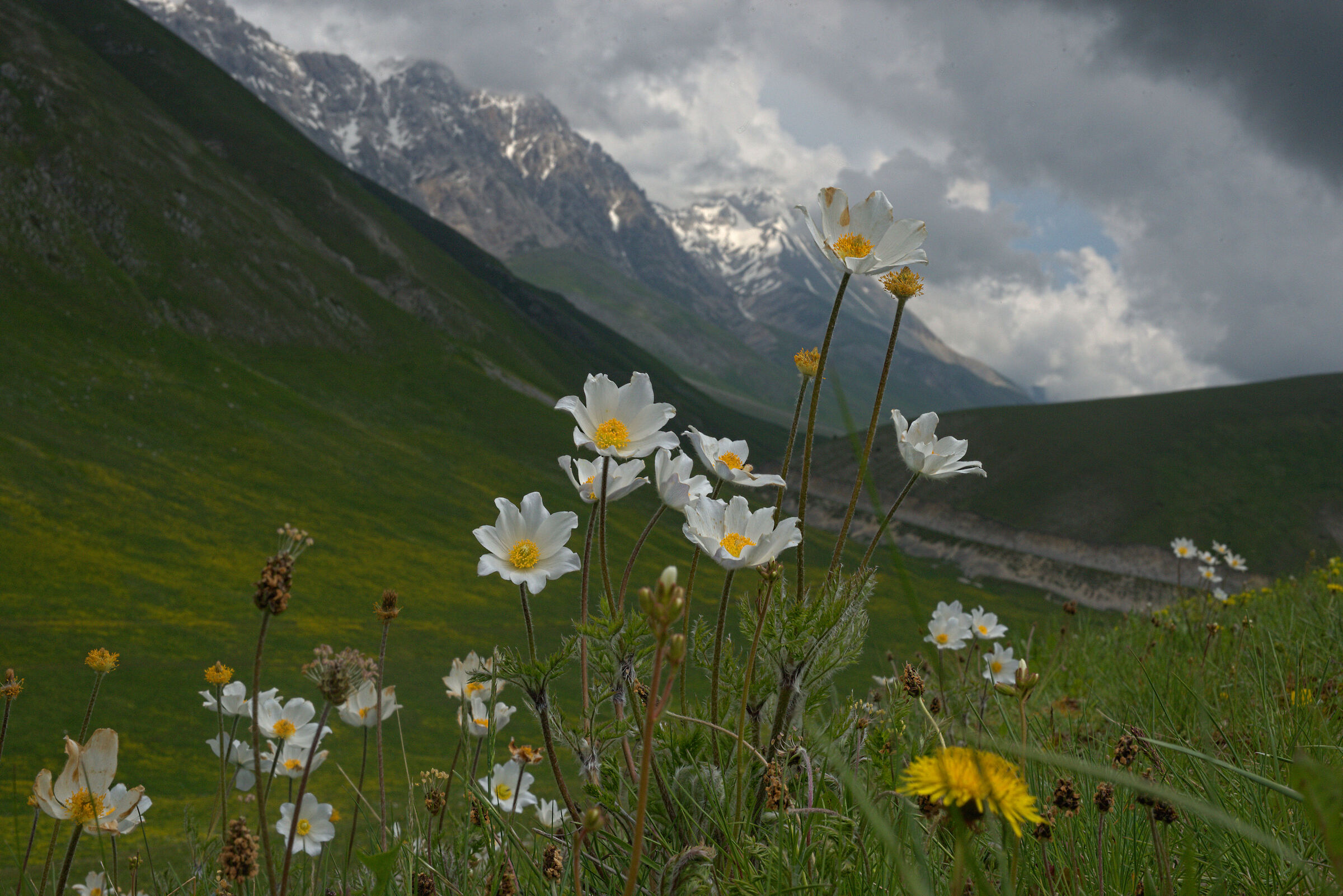 Anemone pulsatilla alpina
