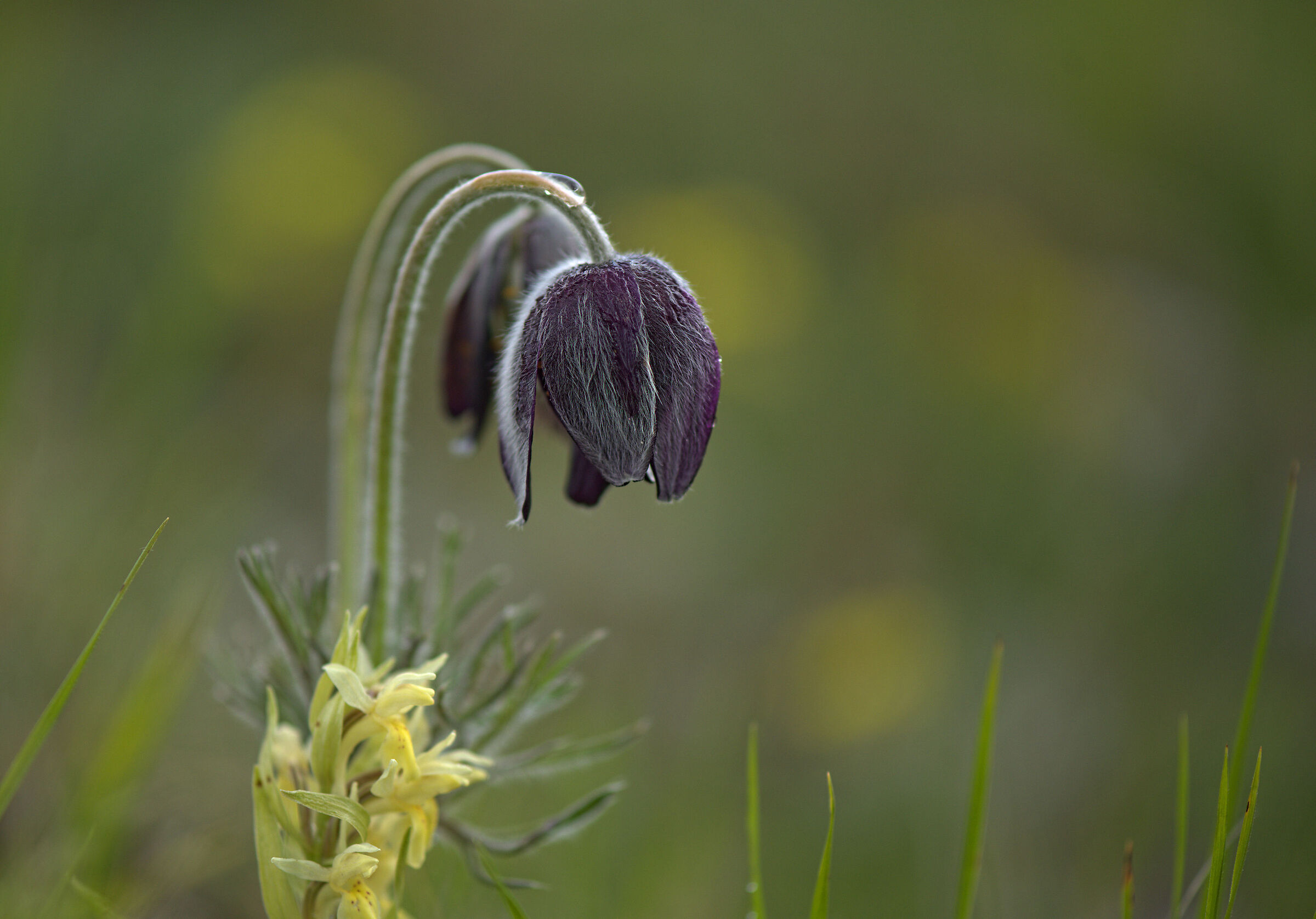 Anemone pulsatilla vulgaris