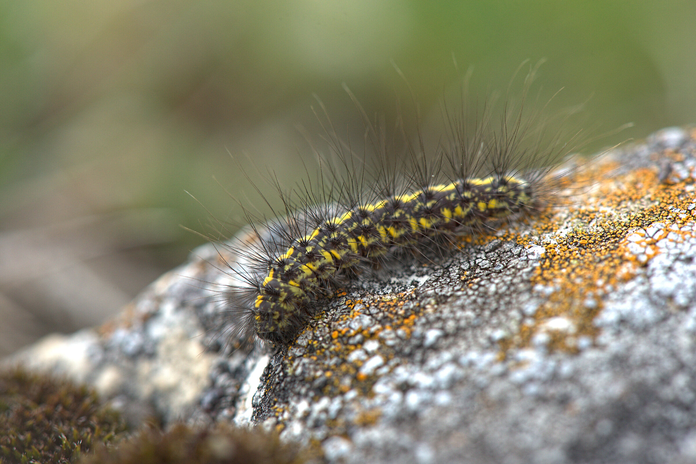 bruco di callimorpha dominula