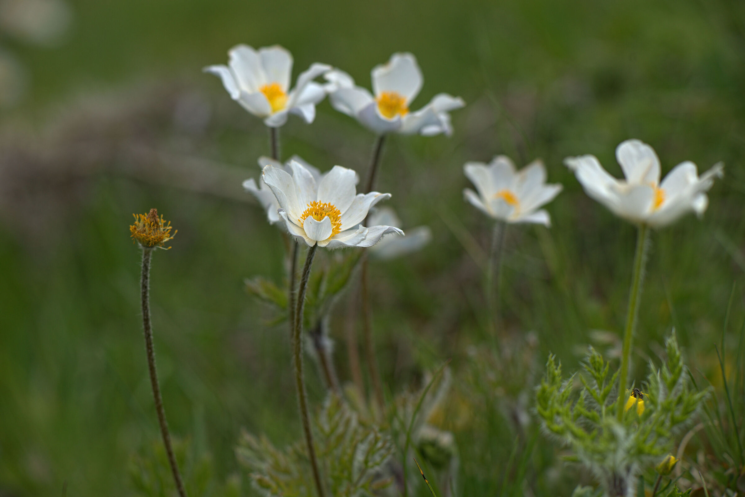 Anemone pulsatilla alpina