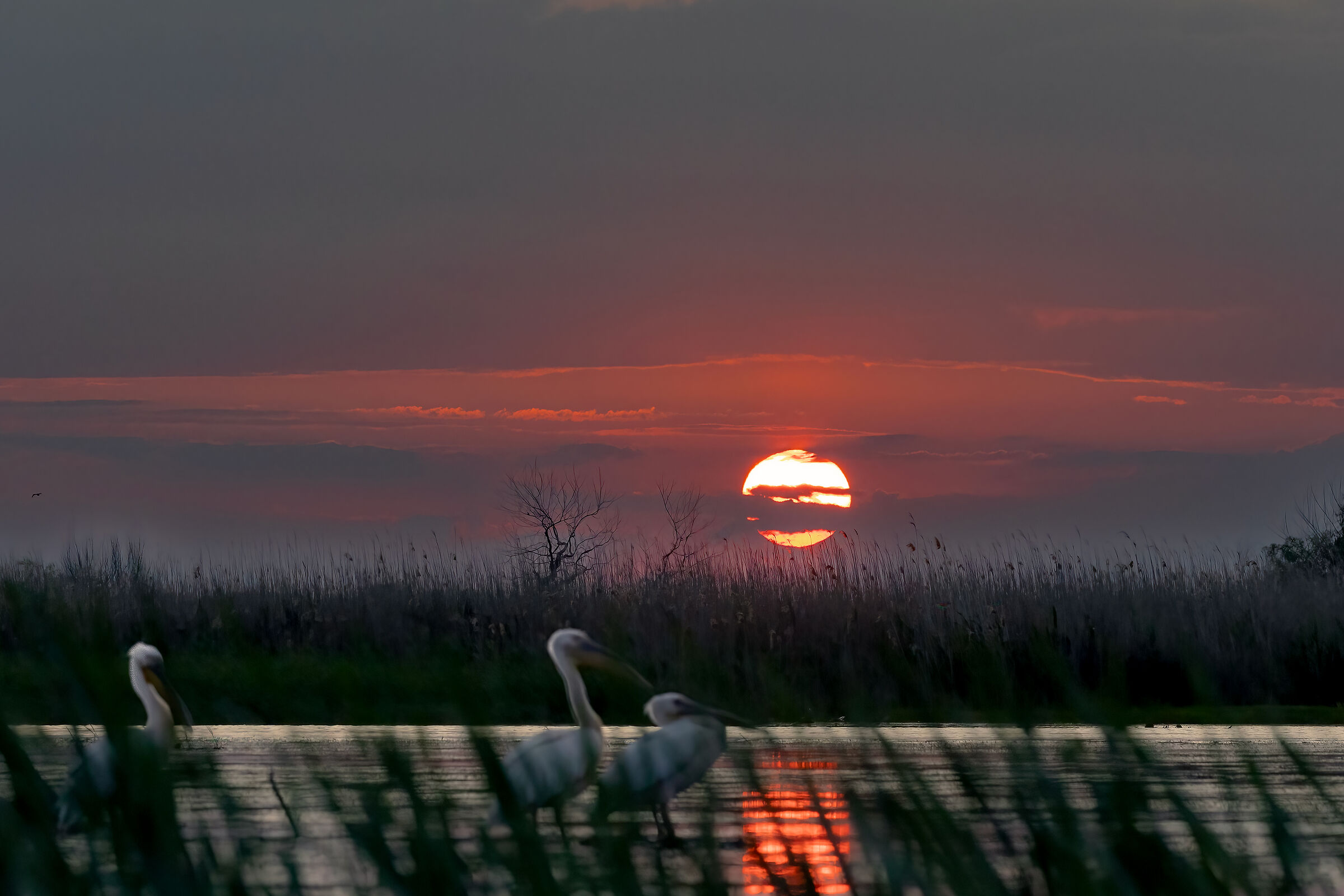 Pelicans in the sunset