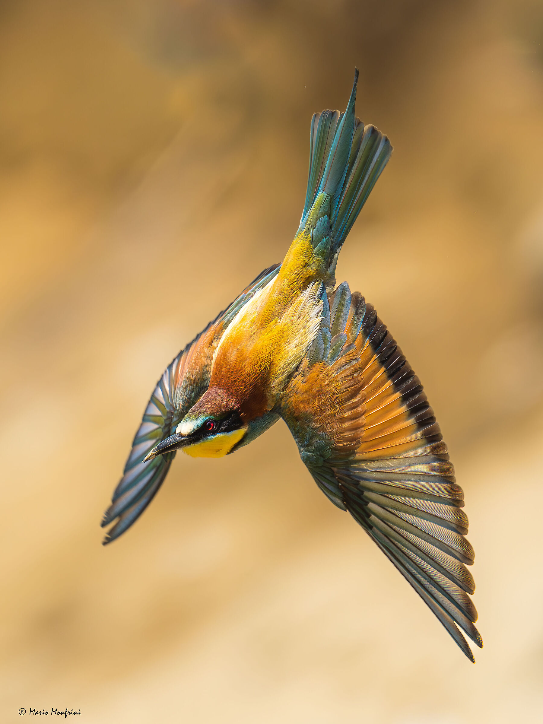 Bee-eater