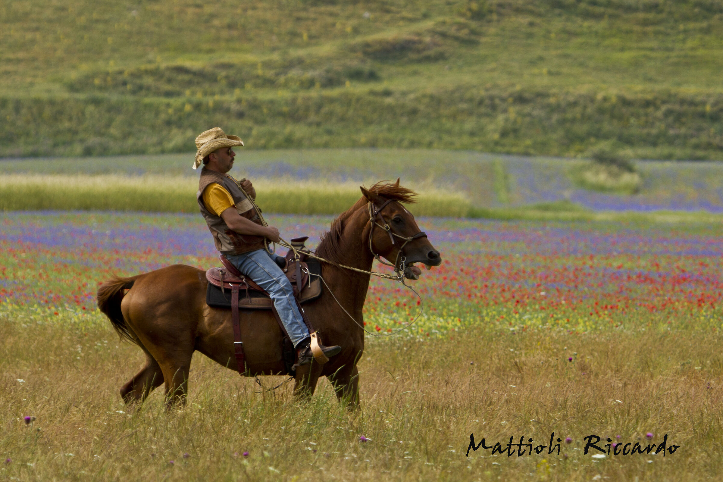 castelluccio fiorita e cavalire