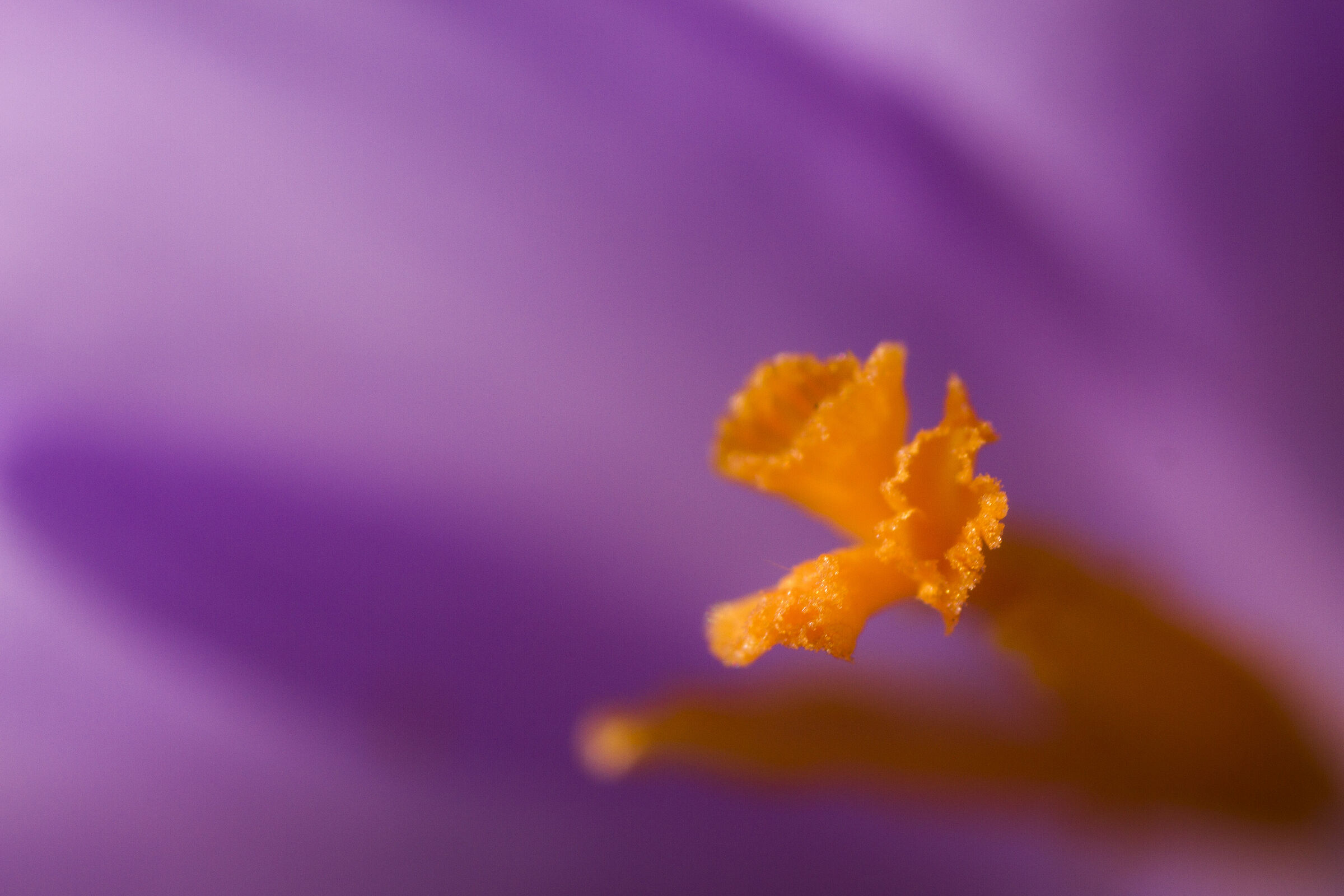particolare crocus castelluccio