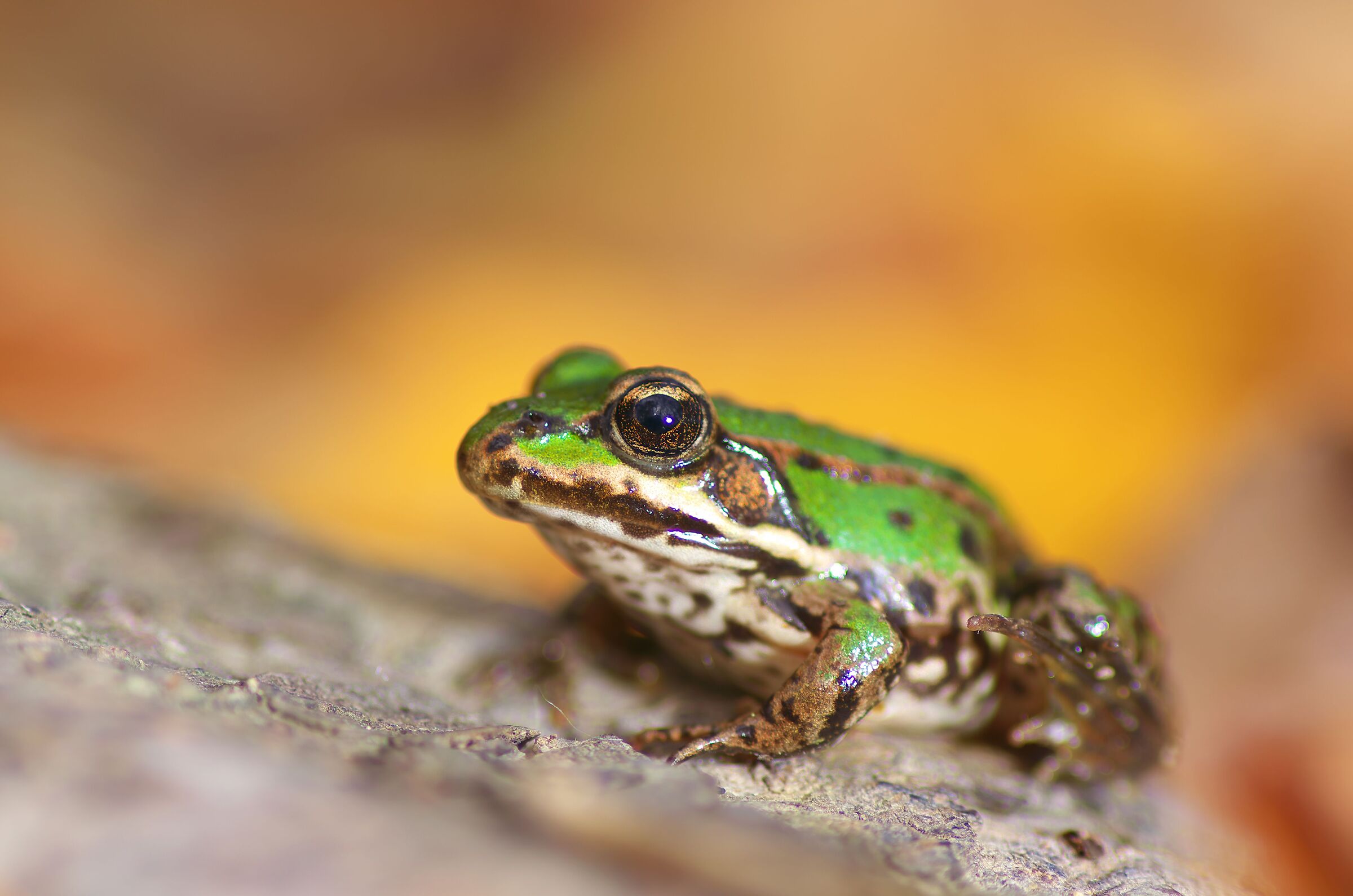 Frog prince