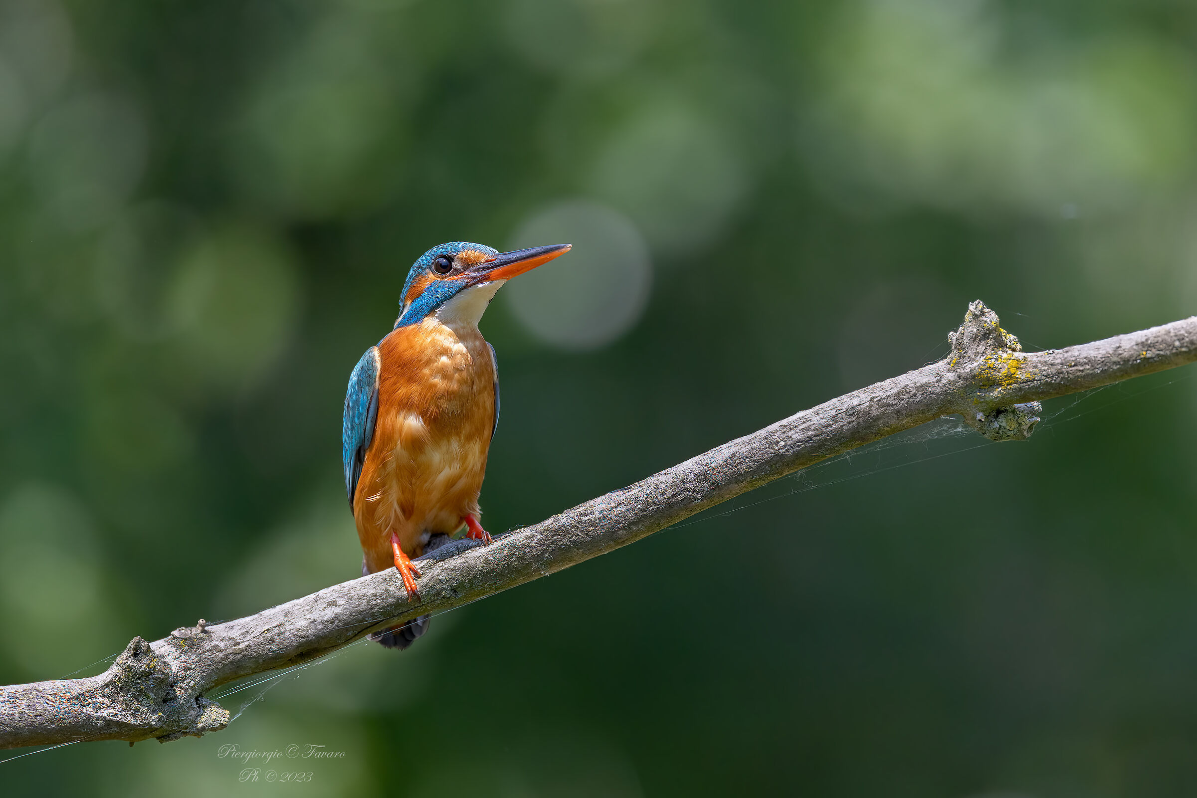 Kingfisher Female
