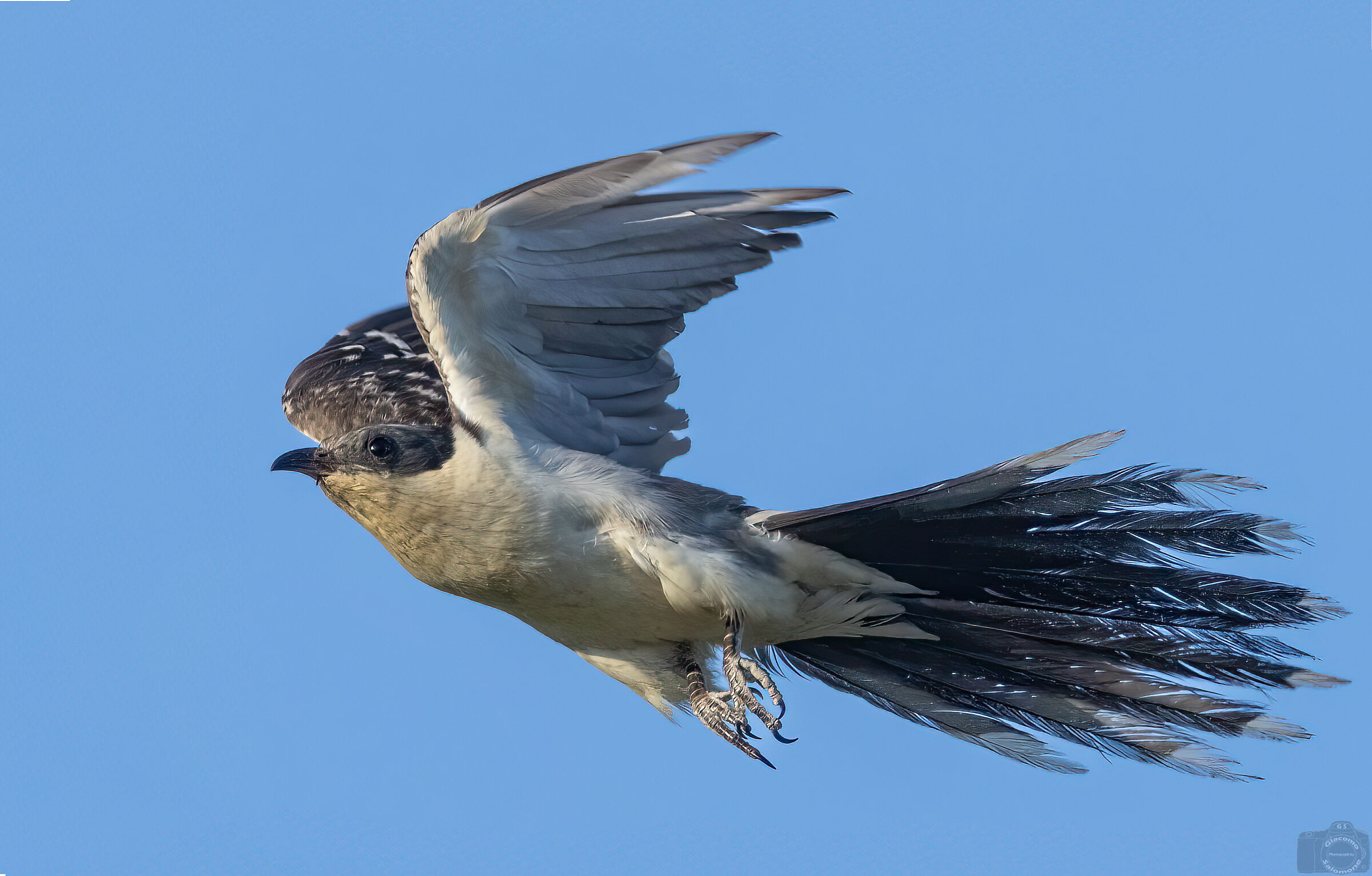 Tufted cuckoo in flight.