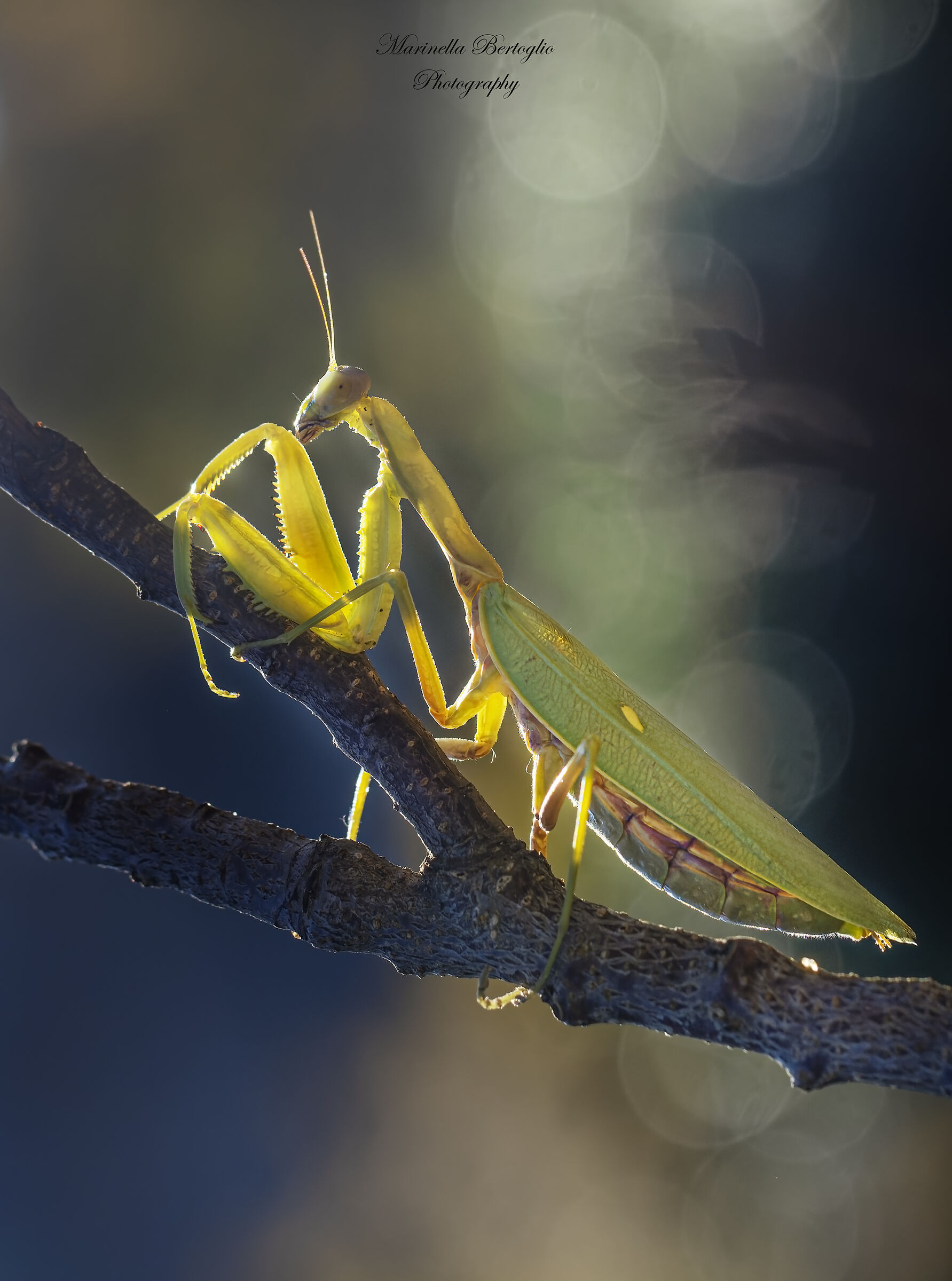 praying mantis