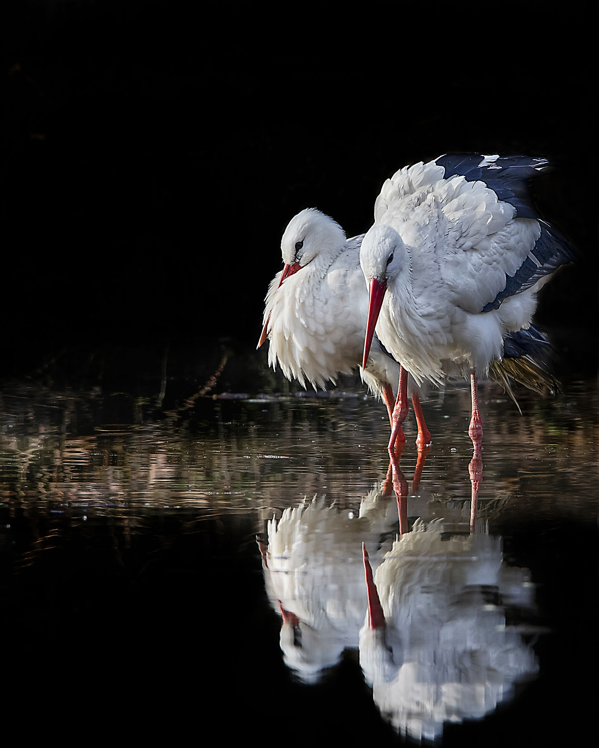 The oasis reflection
