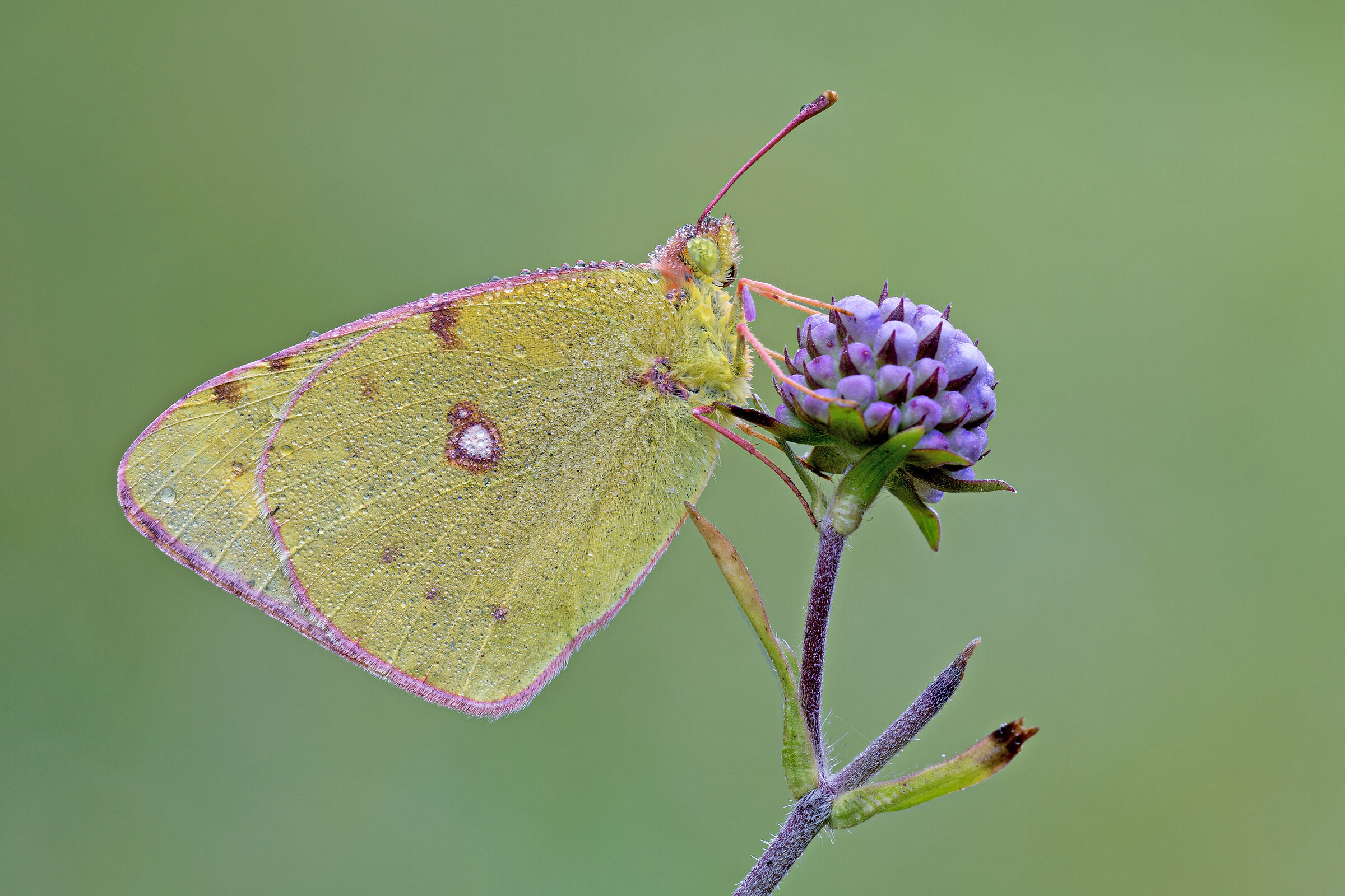 colias crocea