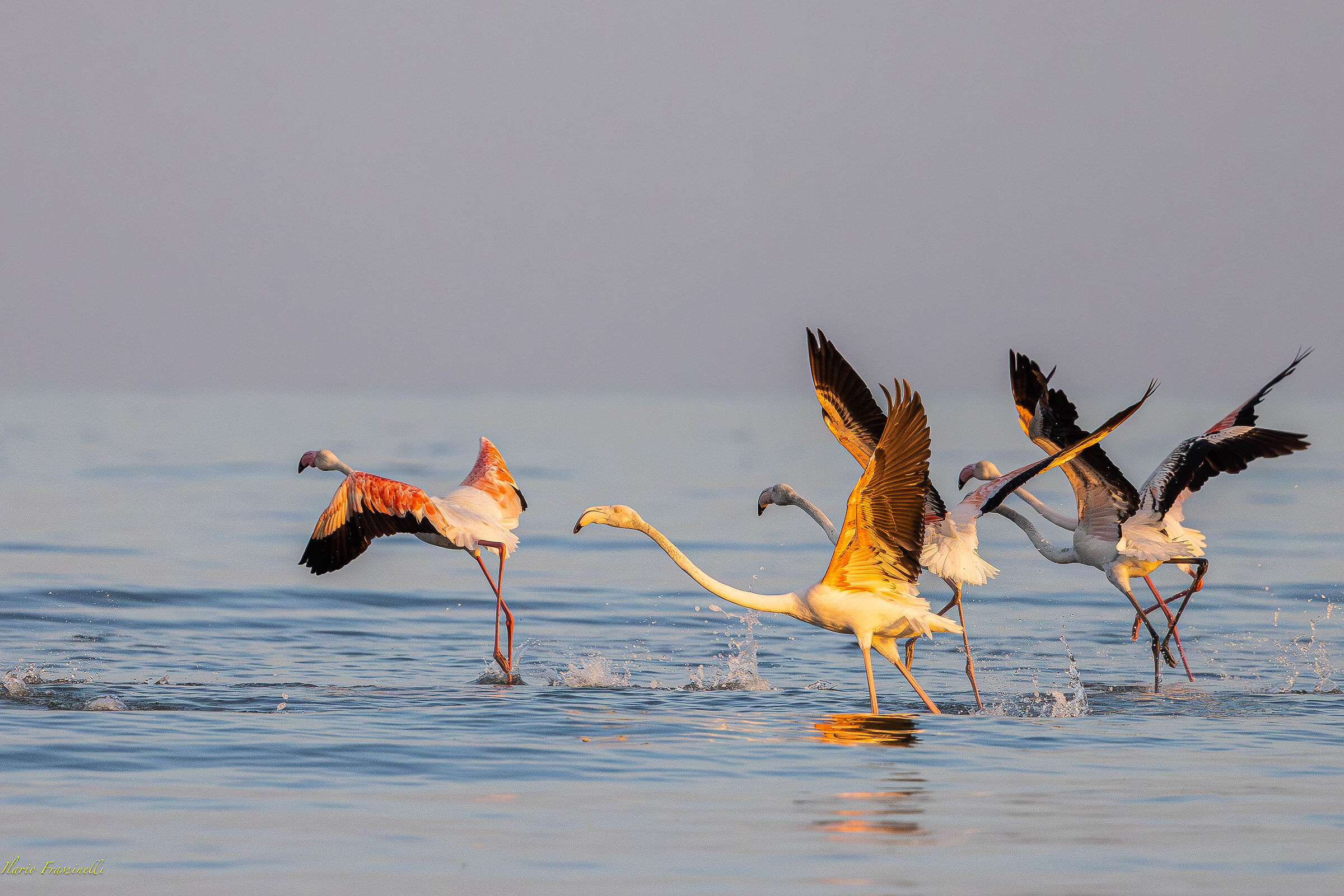 Flamingoes