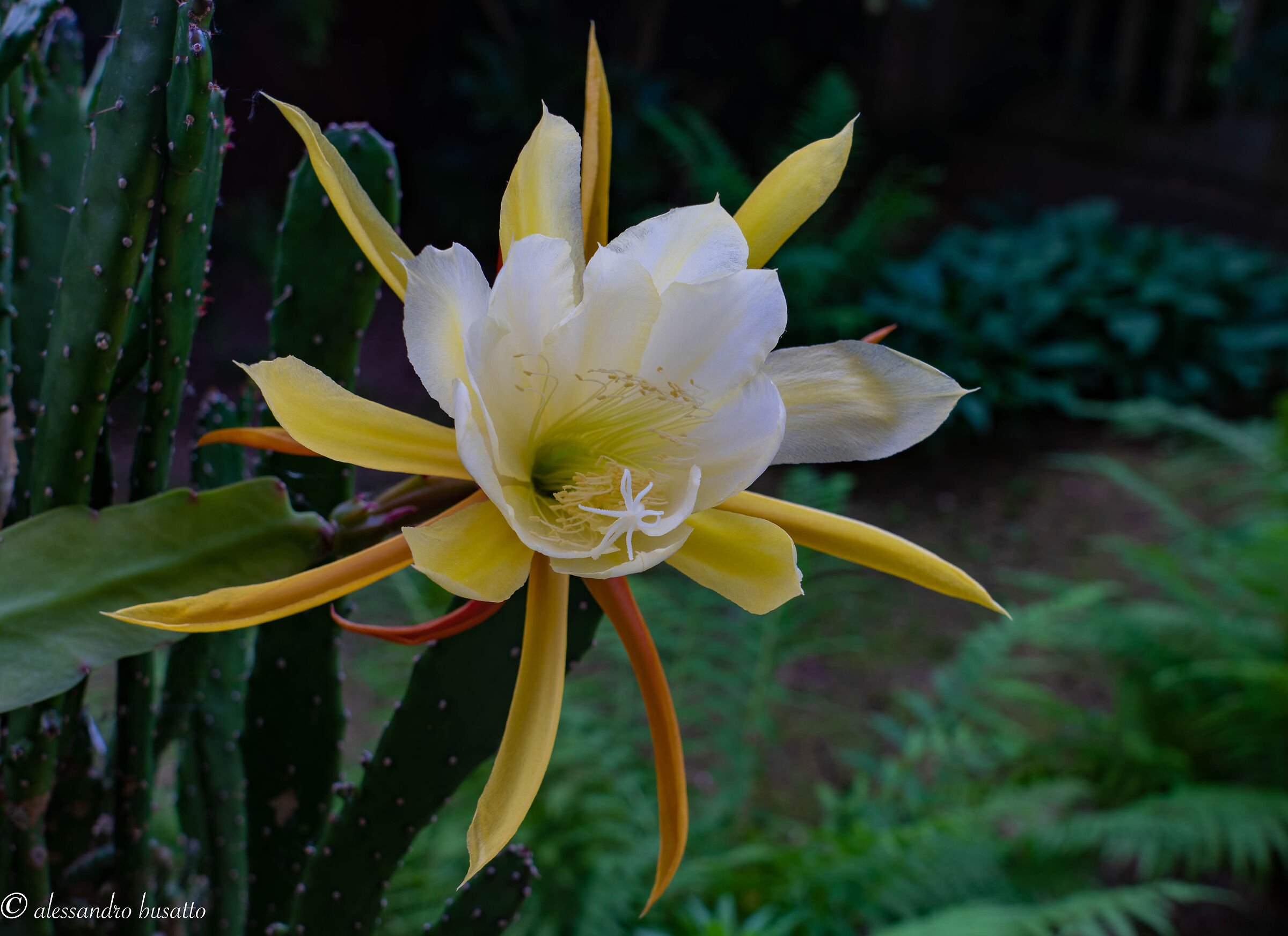 Epiphyllum oxypetalum (Lingua di suocera)