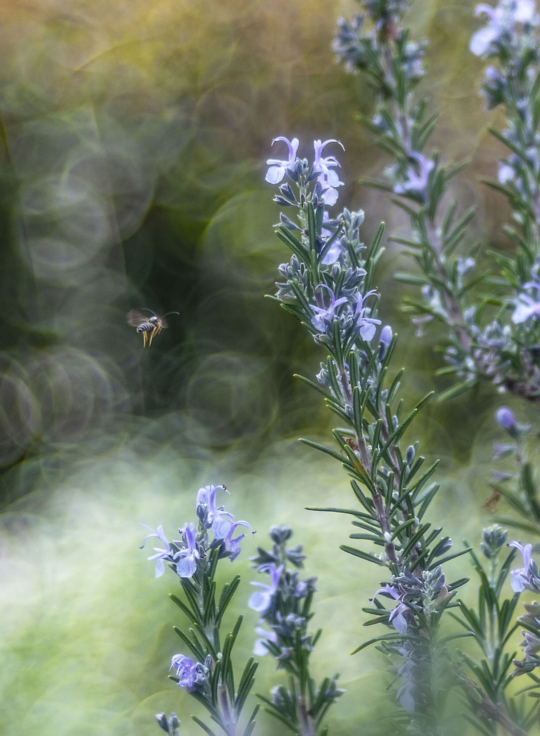 Trioplan Rosemary with bee