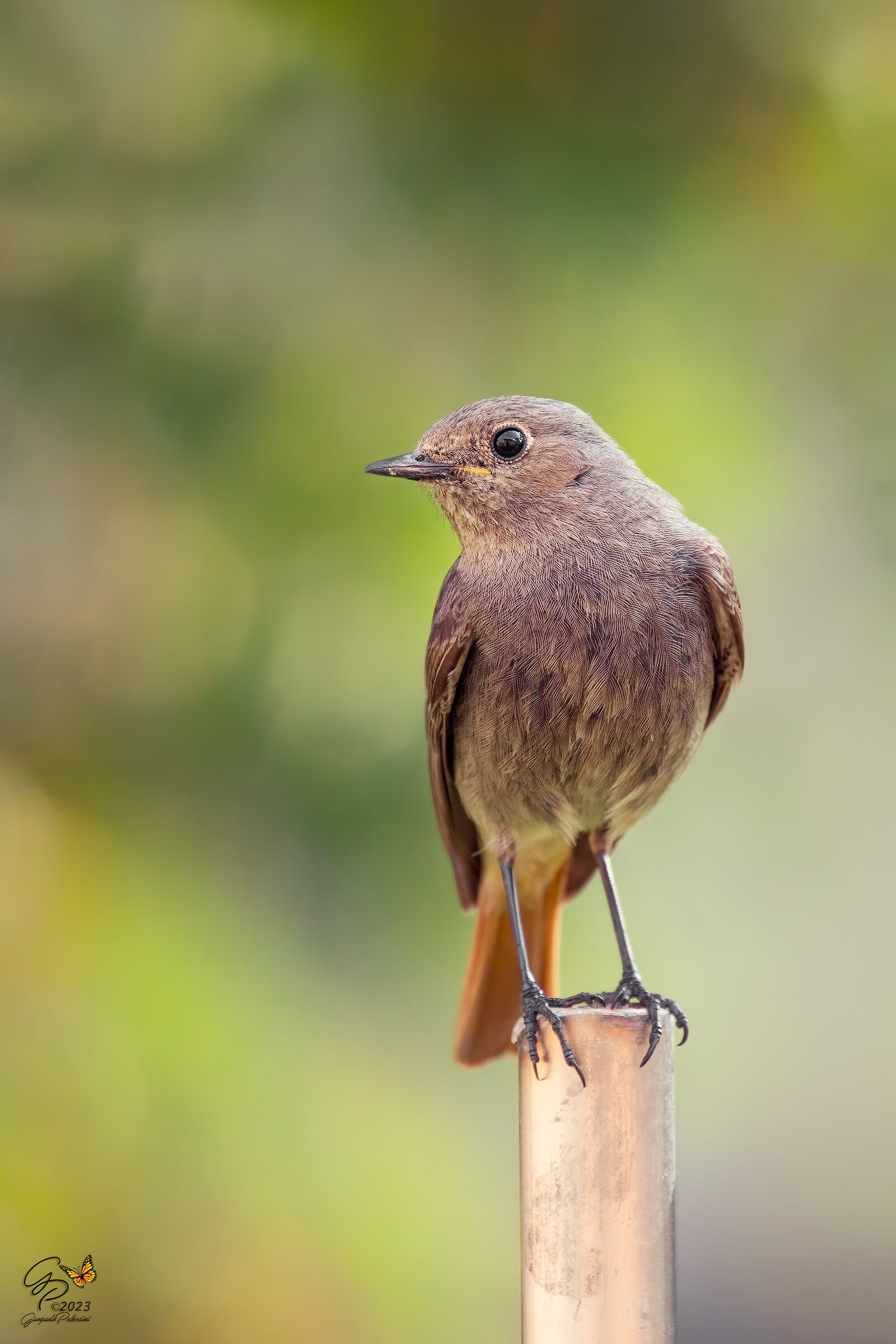 La "star" del giardino