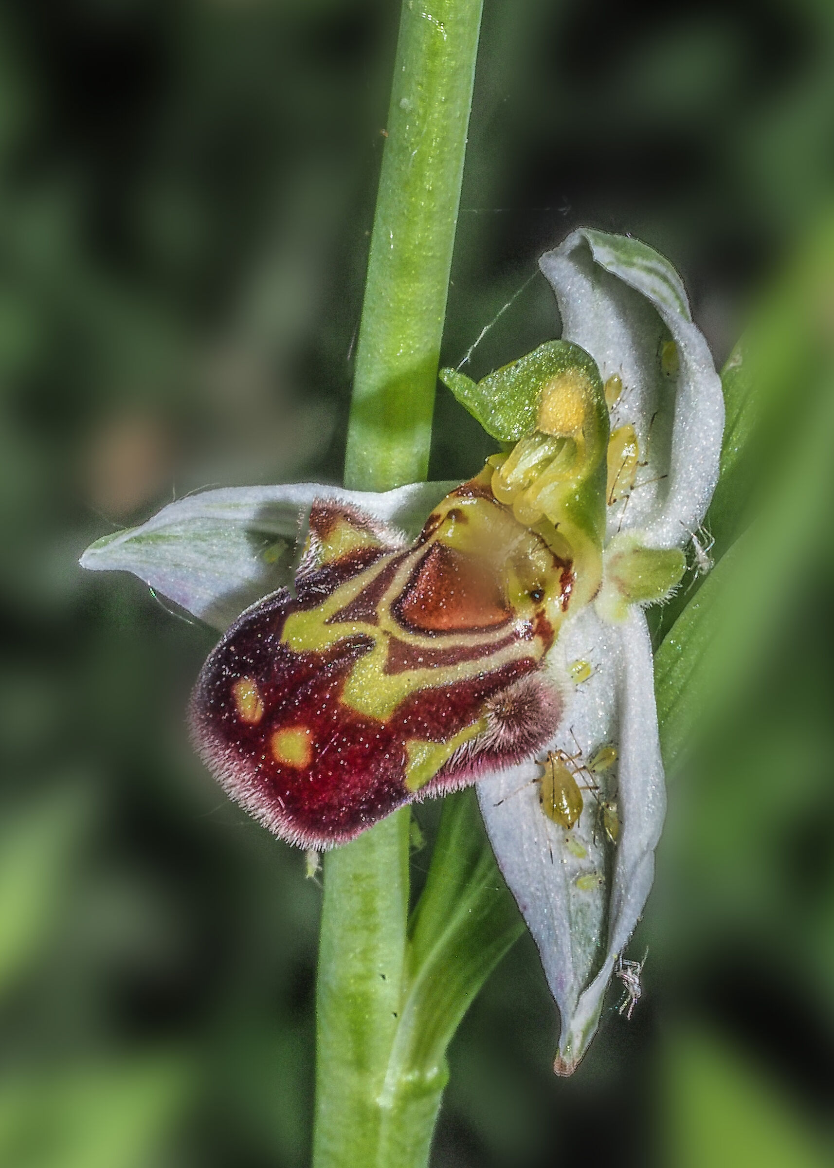 Ophrys apifera