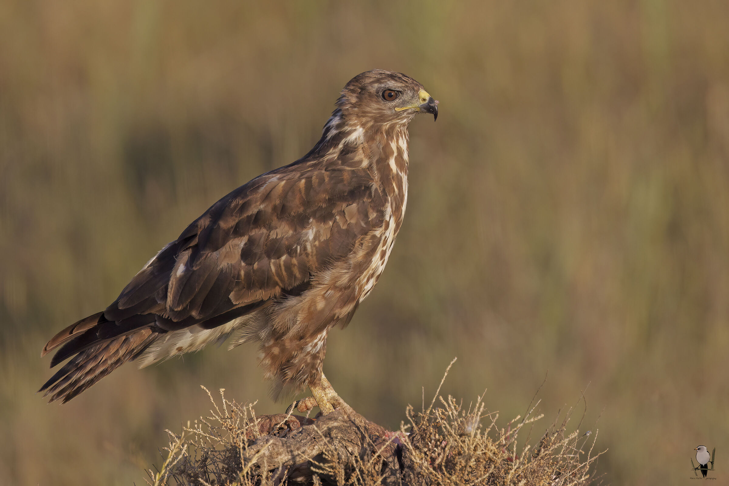 Marsh harrier