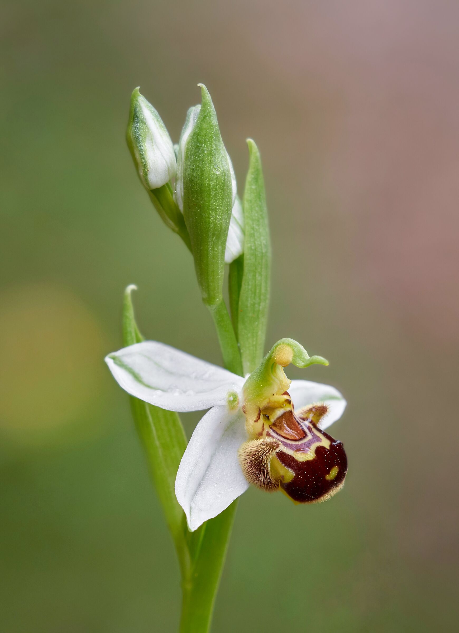 Ophrys apifera