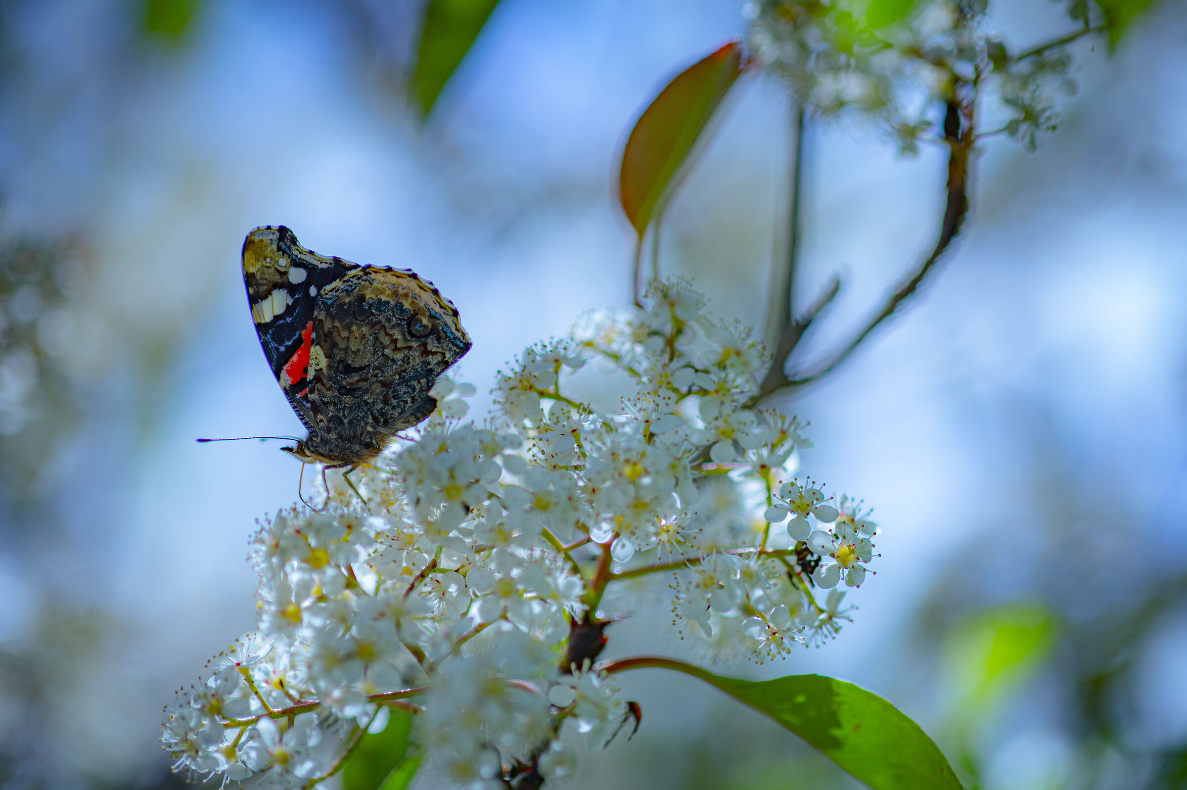 ogni fiore a la sua farfallla