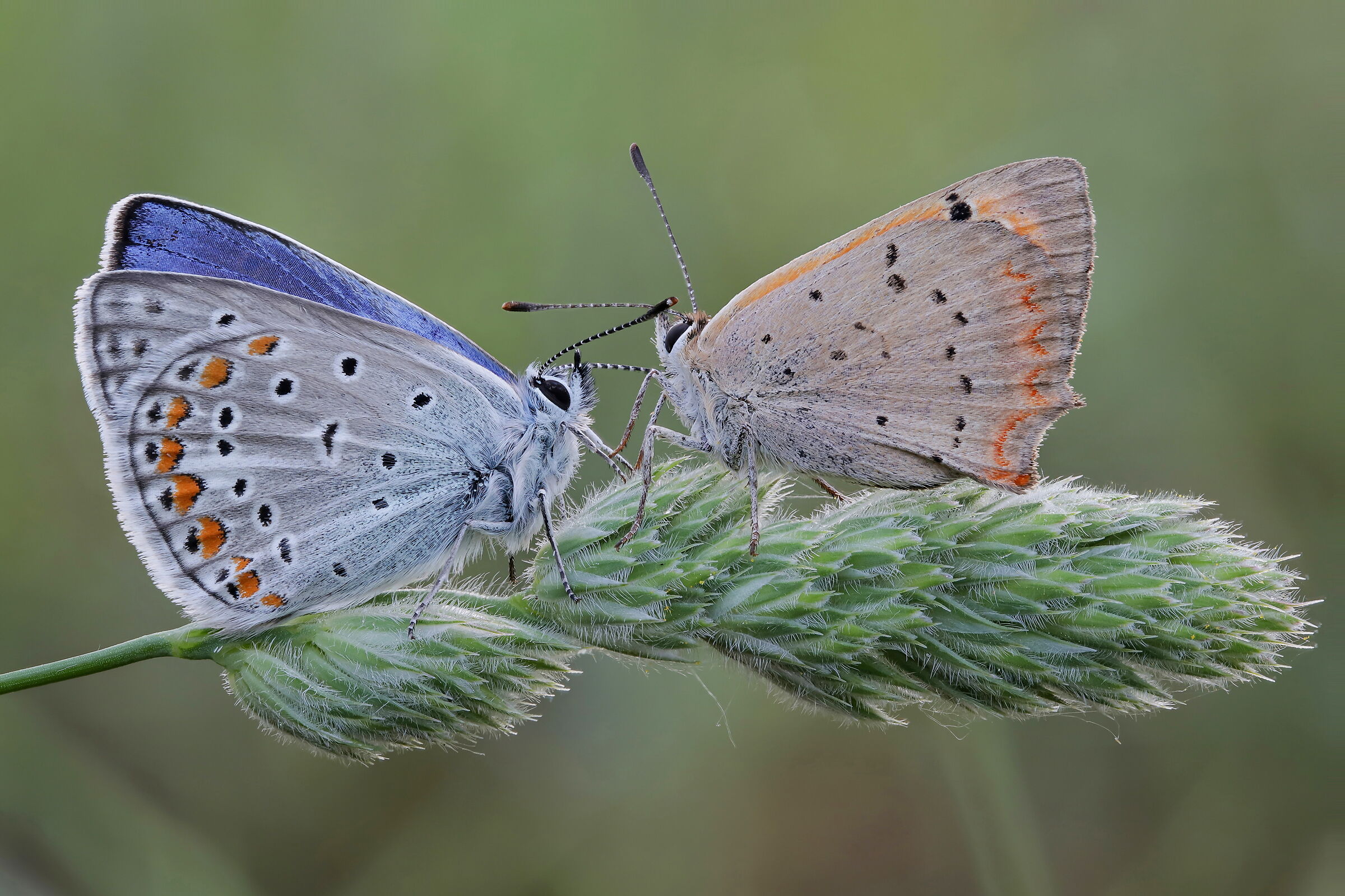 Lycaena phlaeas and Polyommatus icarus