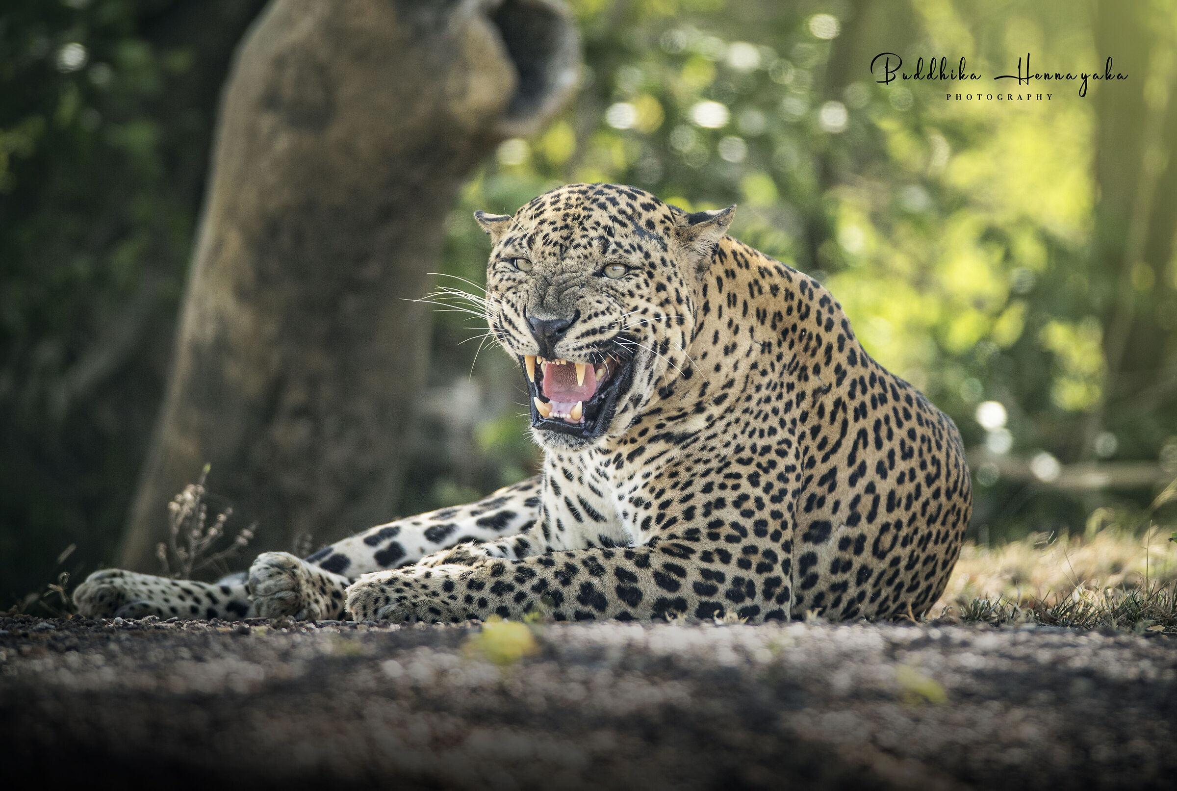 Leopard- sri lanka