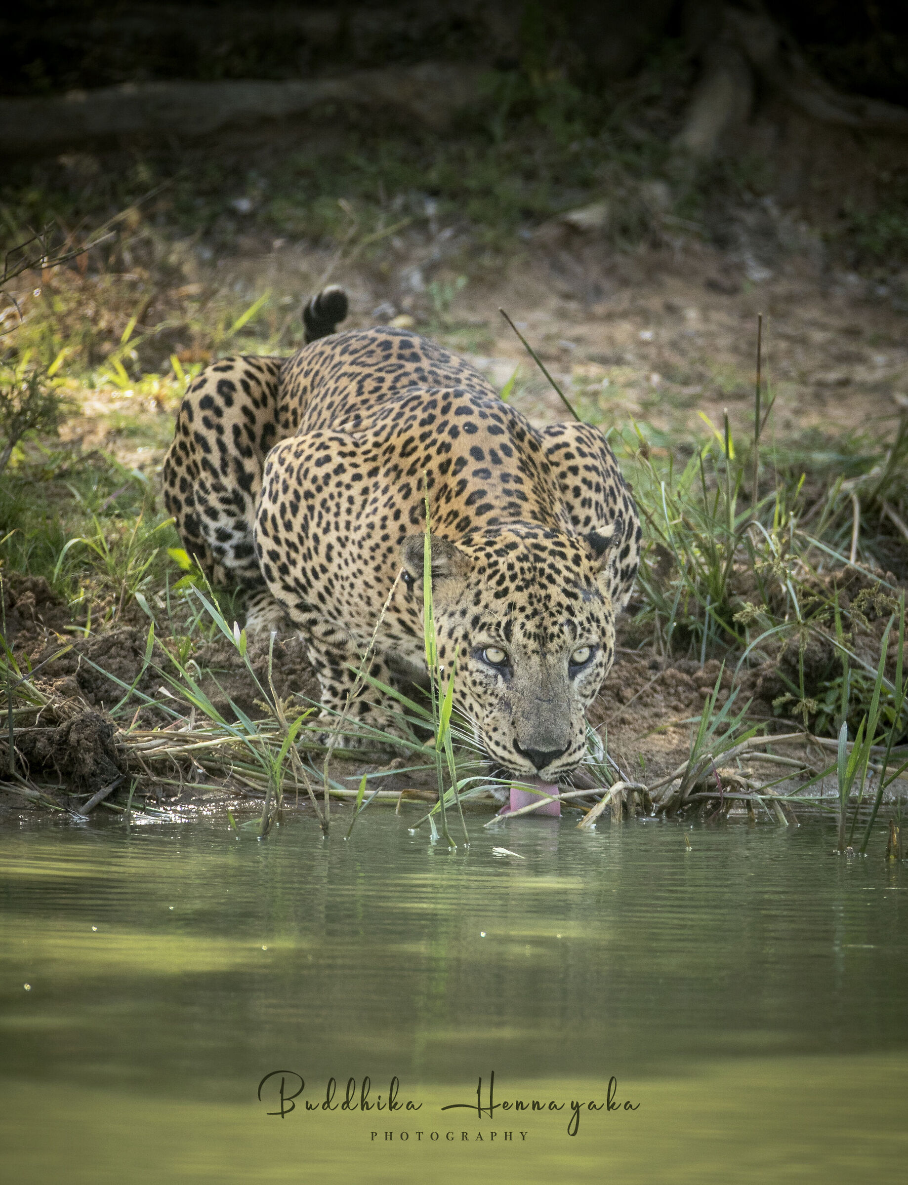 Leopard- sri lanka