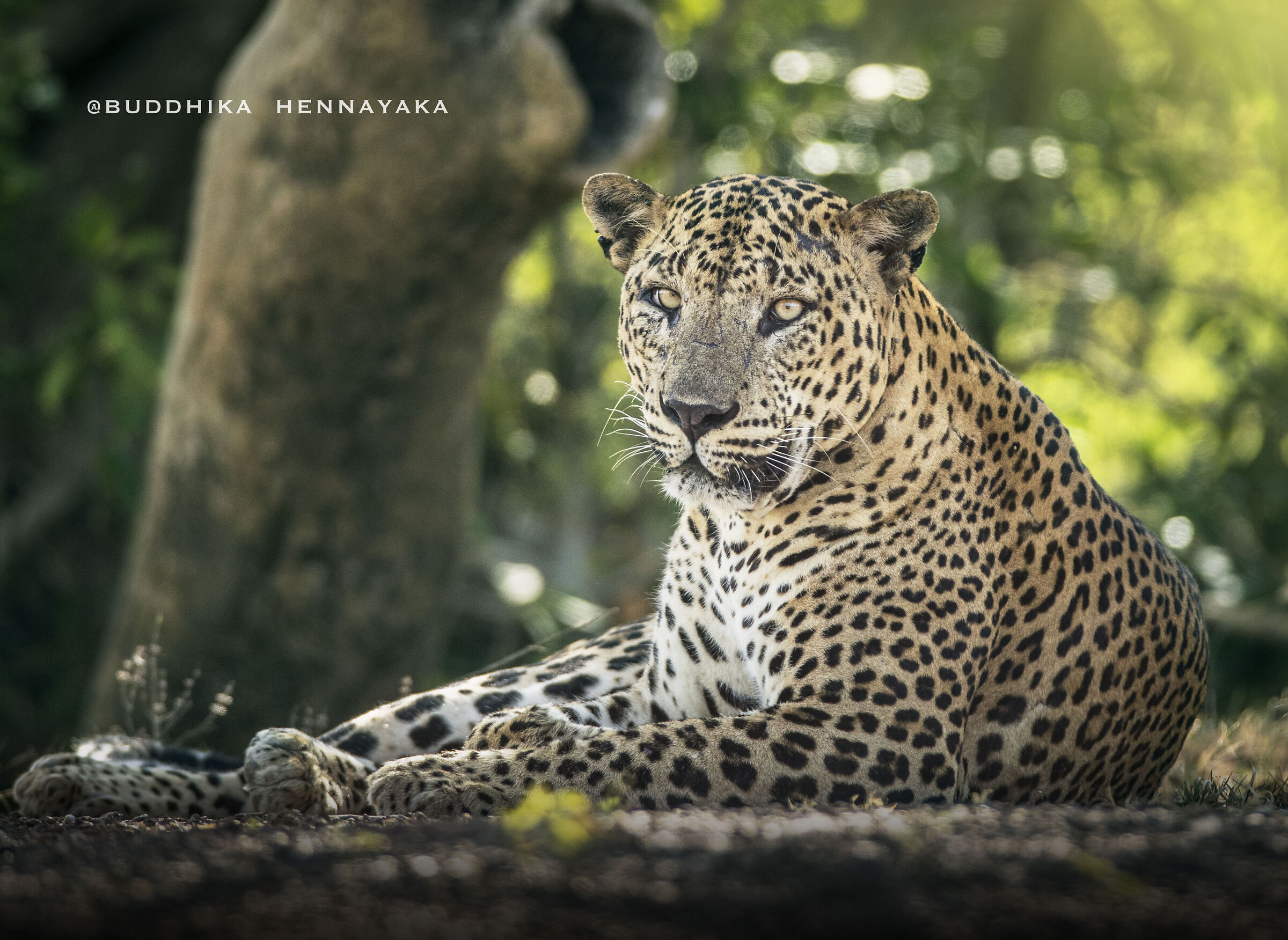 Leopard- sri lanka