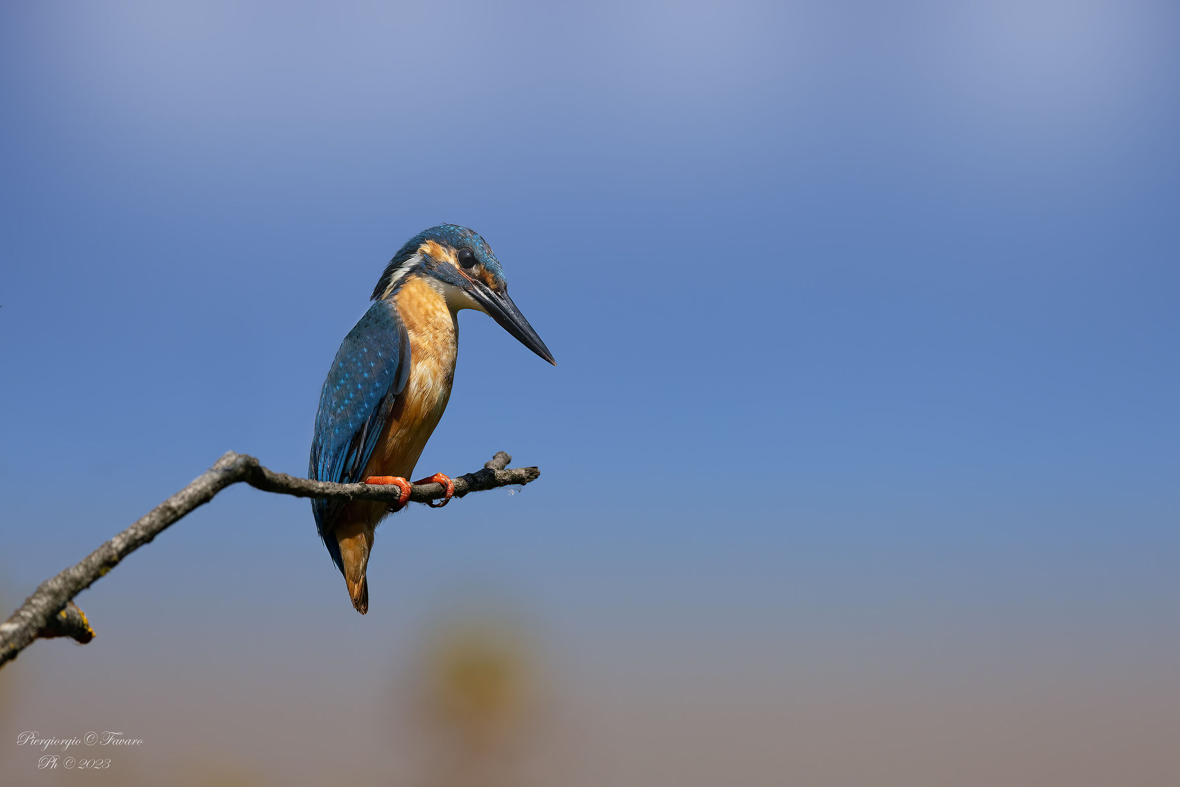 Kingfisher