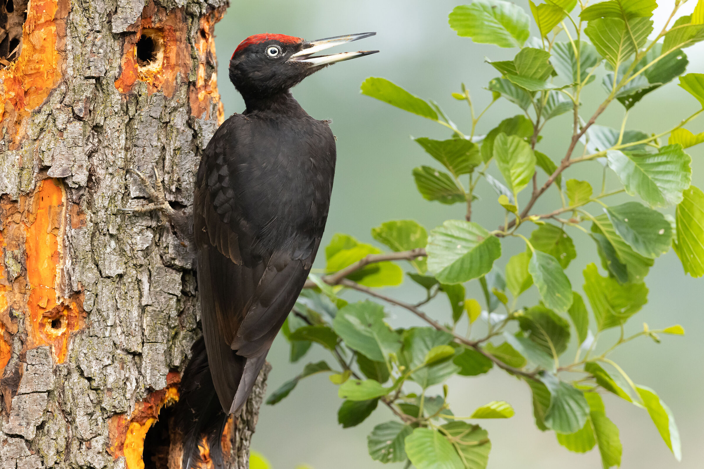Great Black Woodpecker LC Province