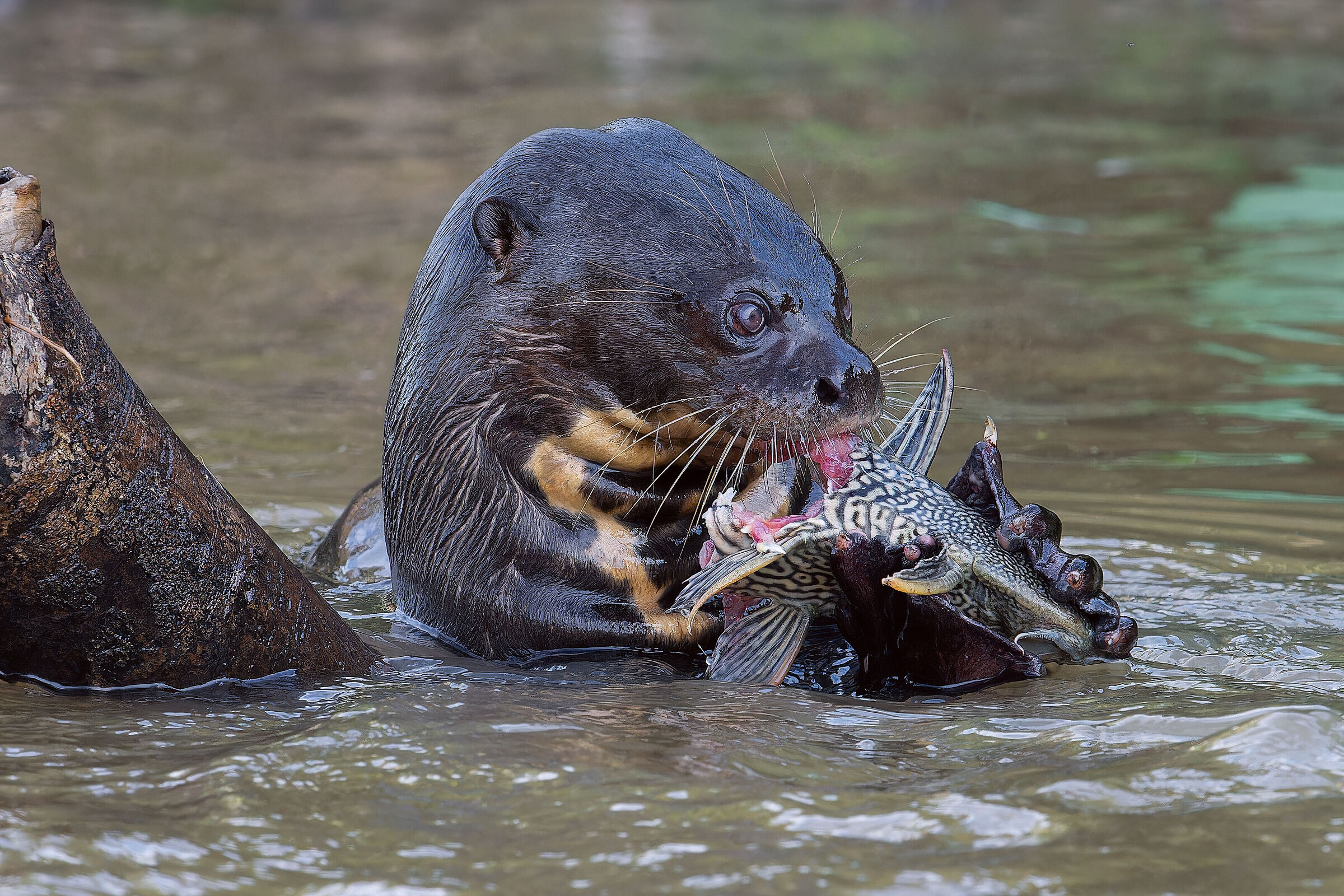 Lontra gigante