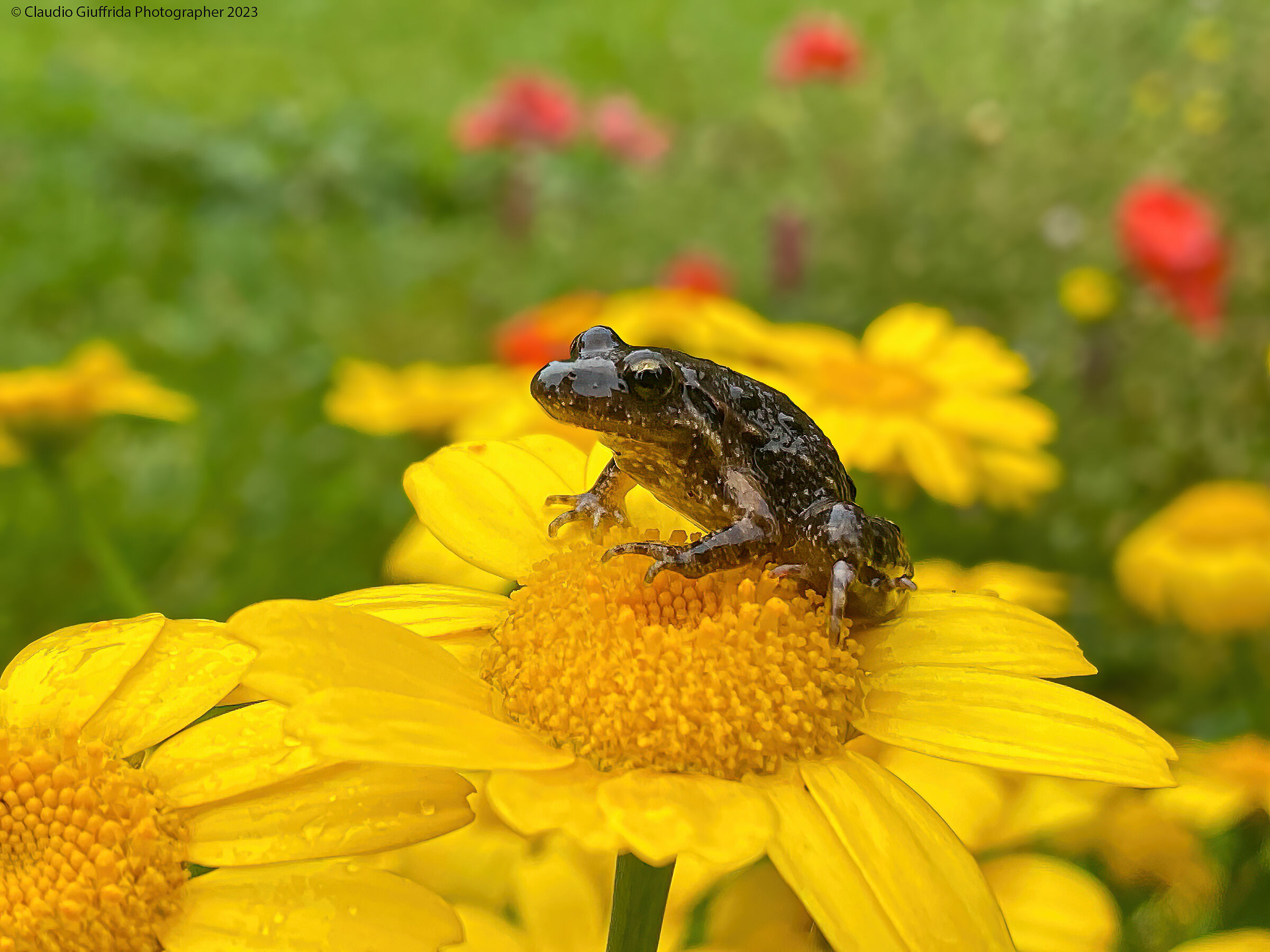 Rospetto su crisantemo