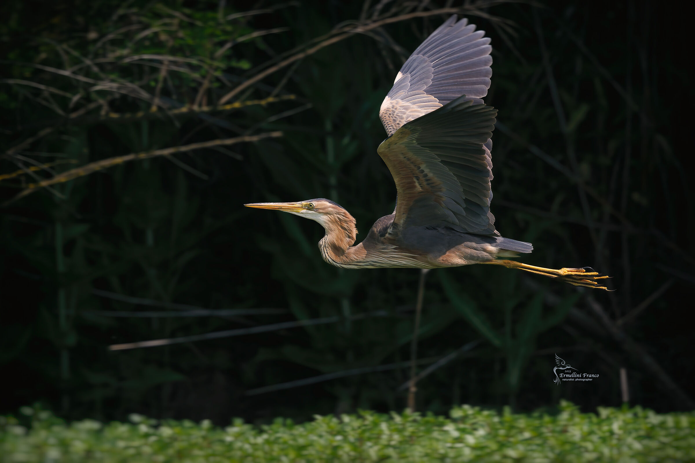 Purple heron