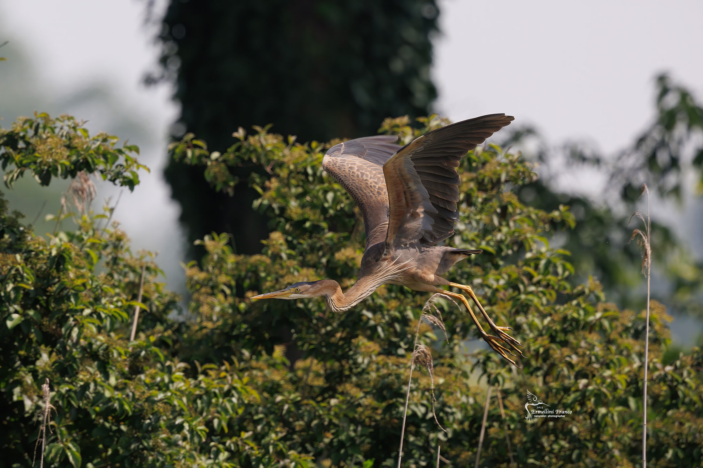 Purple heron