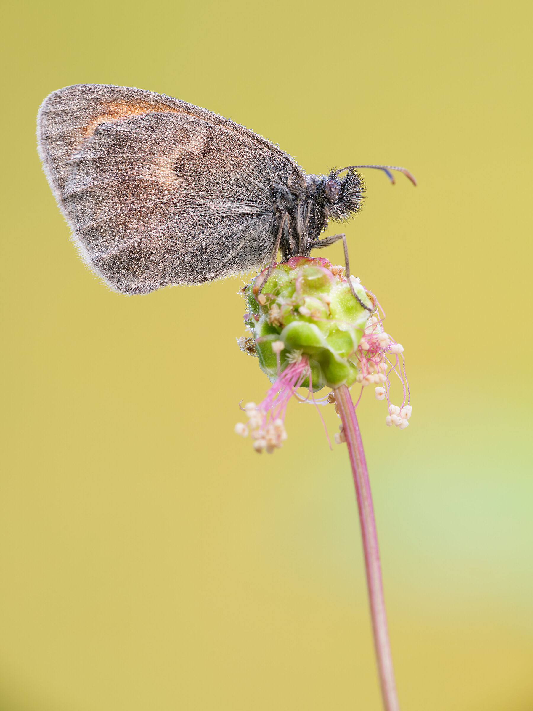 Coenonympha pamphilus