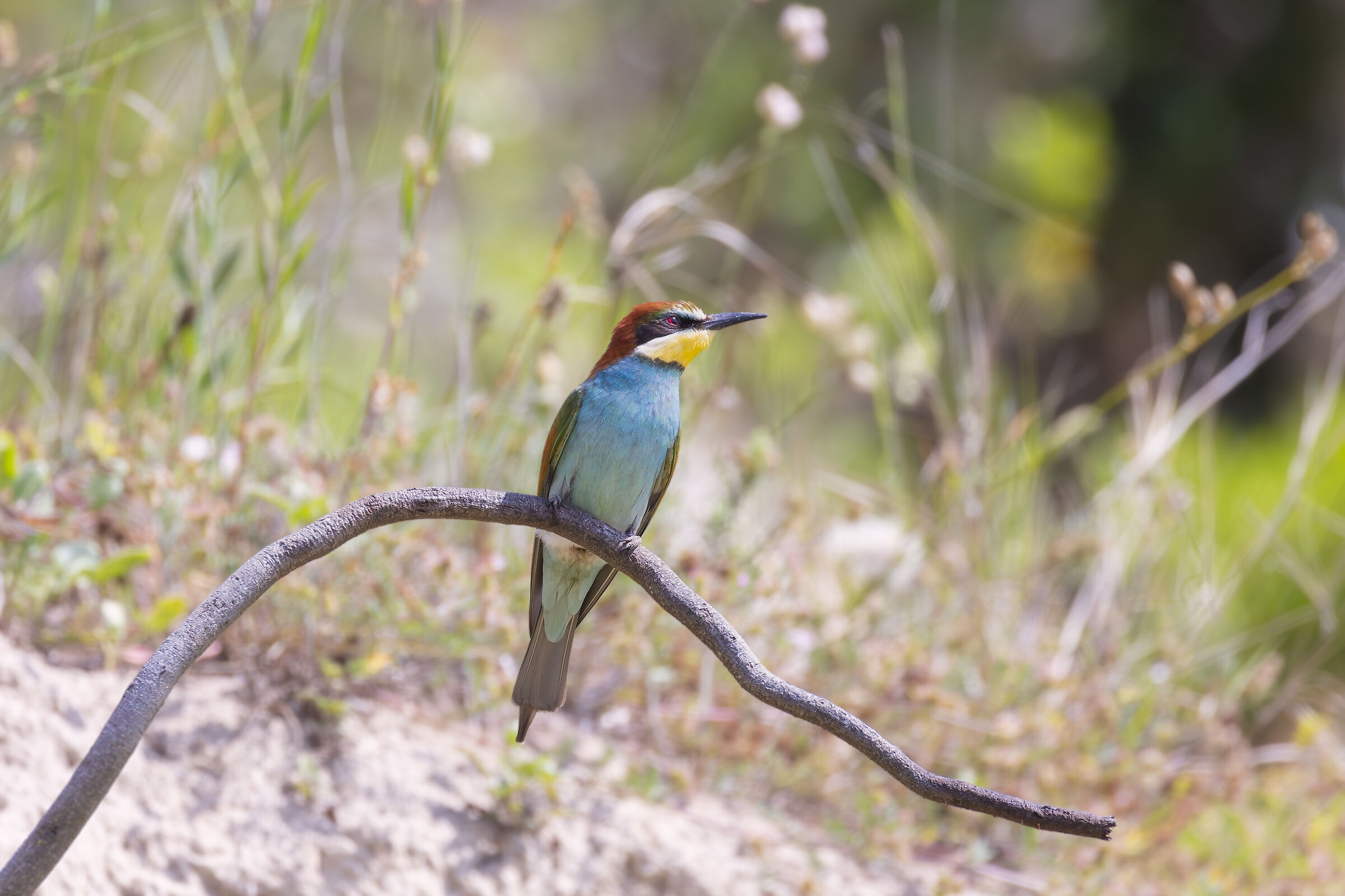 Bee-eater