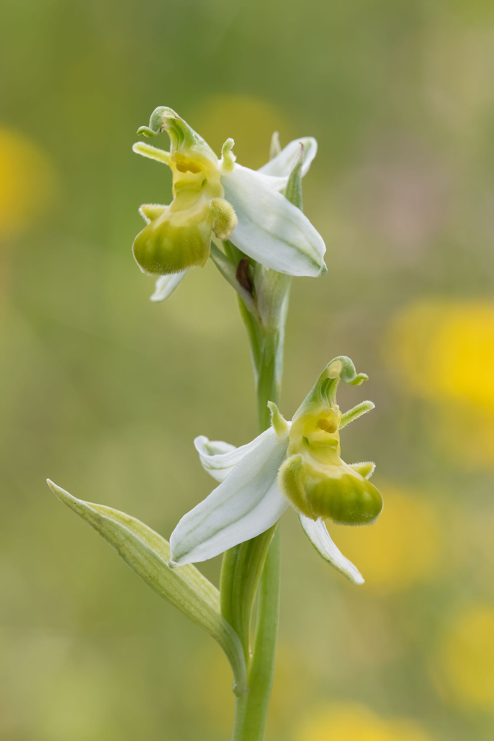 Ophrys Apifera var.chlorantha