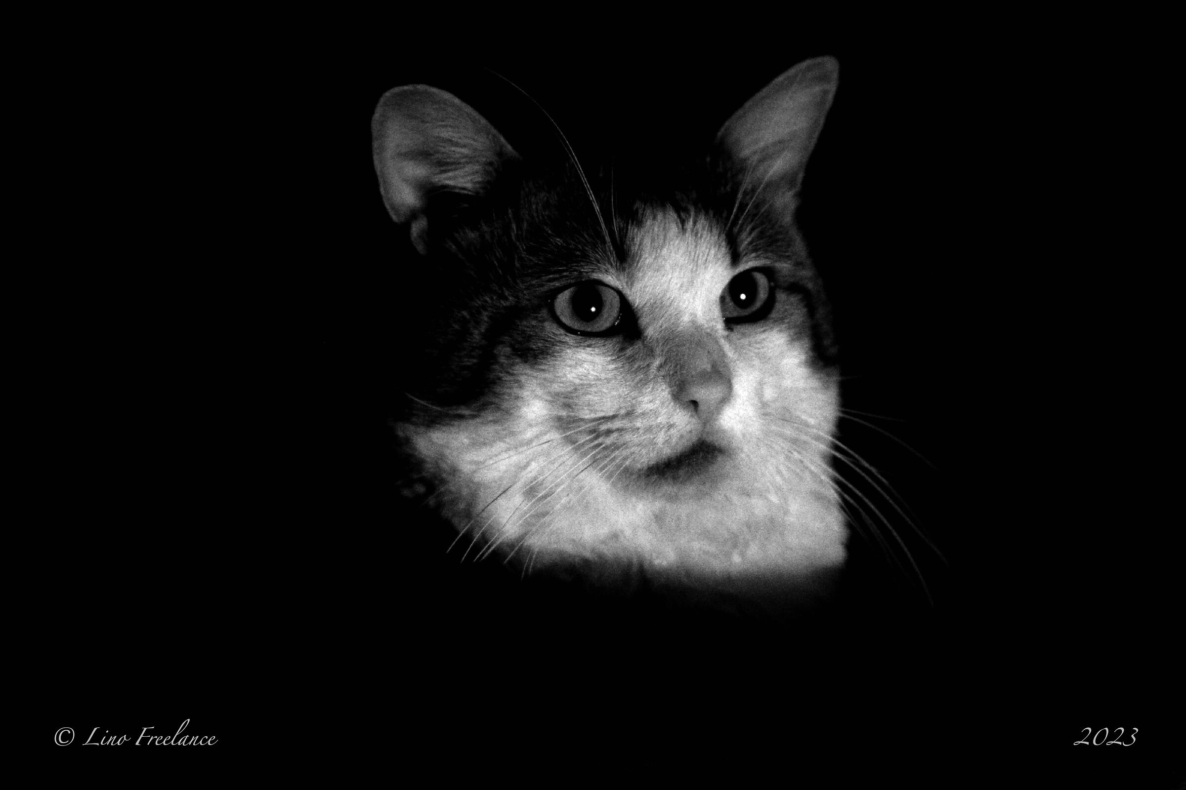 Tigro in luce spot.