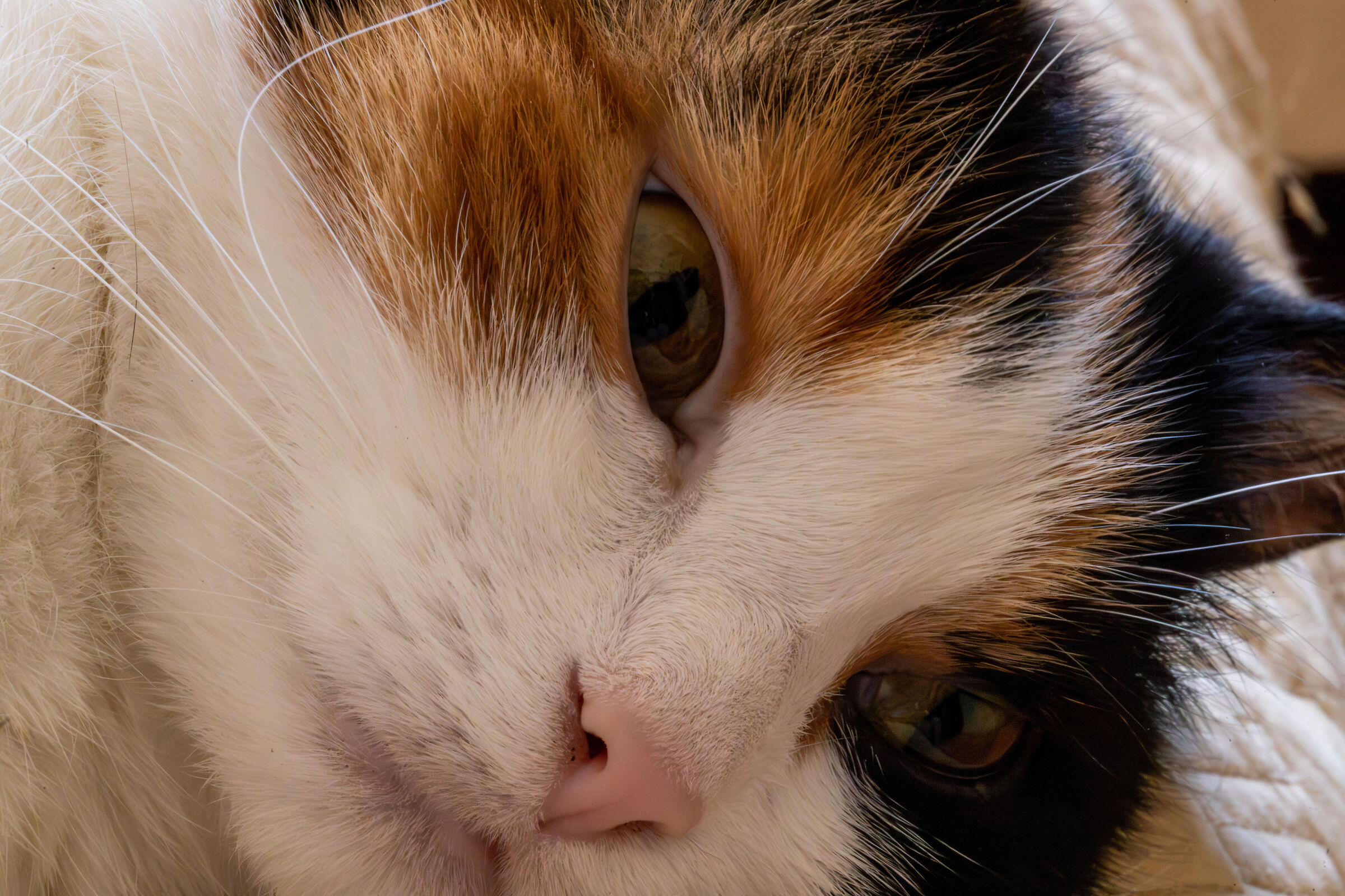 Lola e il denoise estremo 1