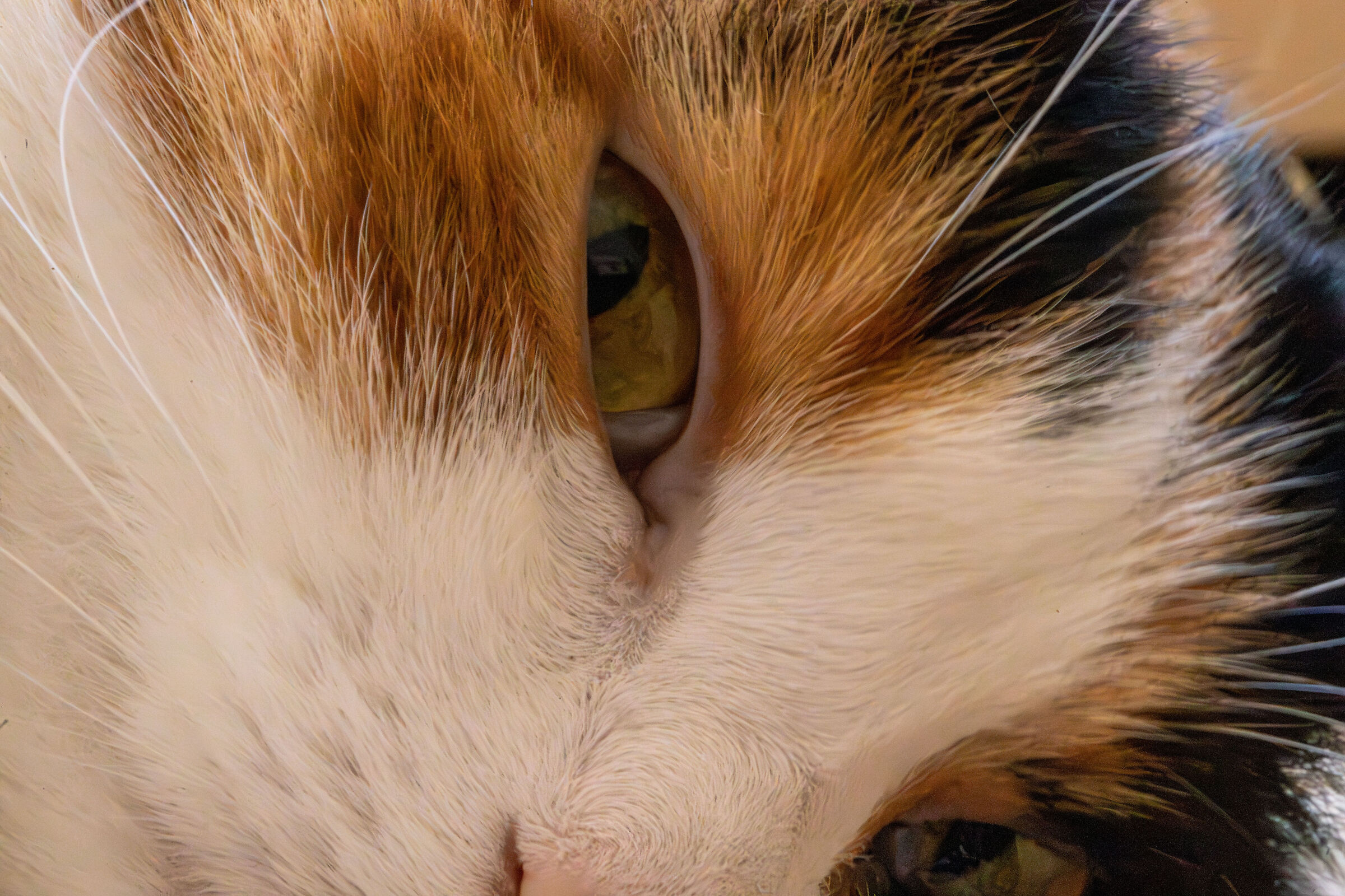 Lola e il denoise estremo 2