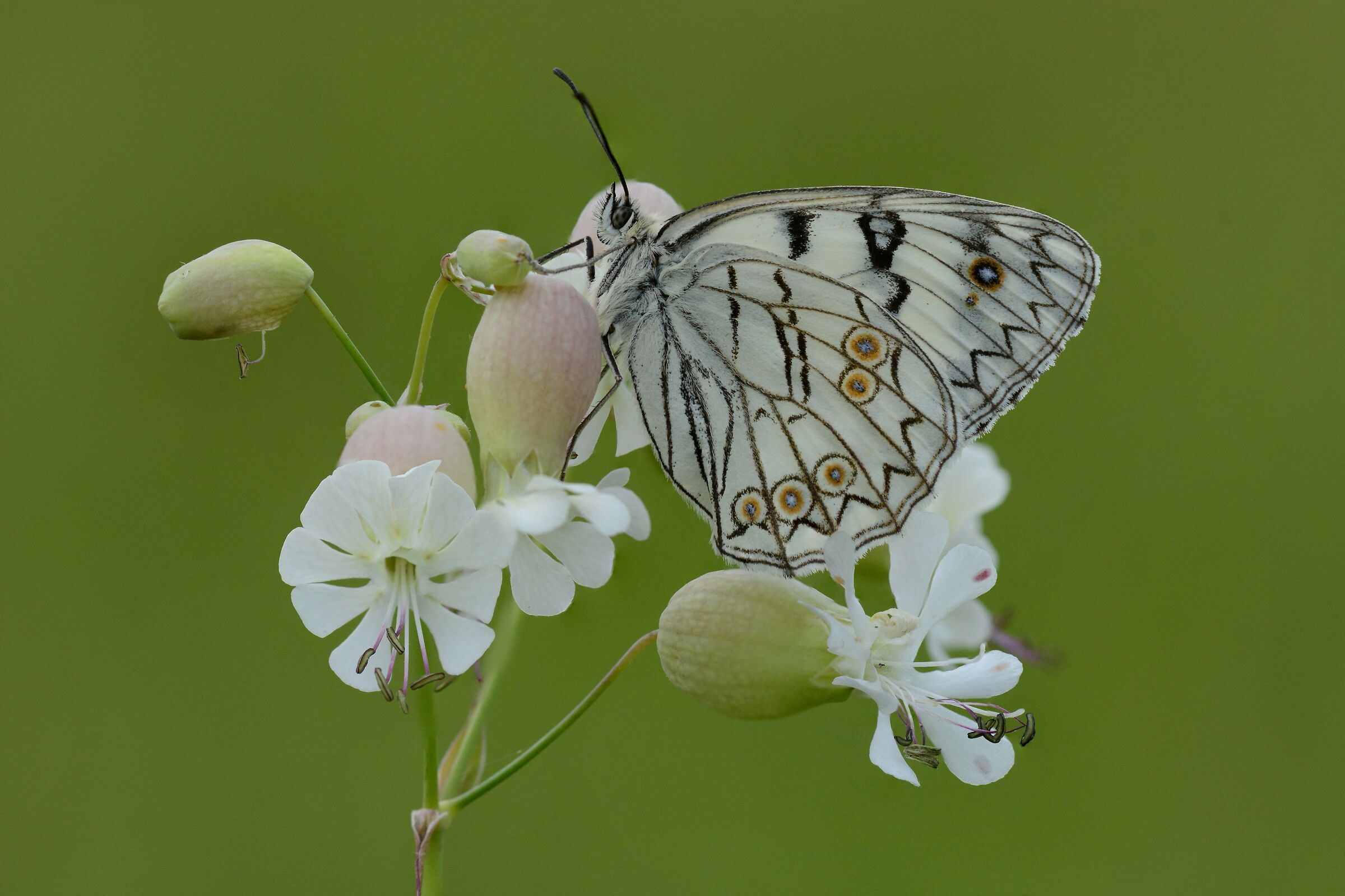 Melanargia arge
