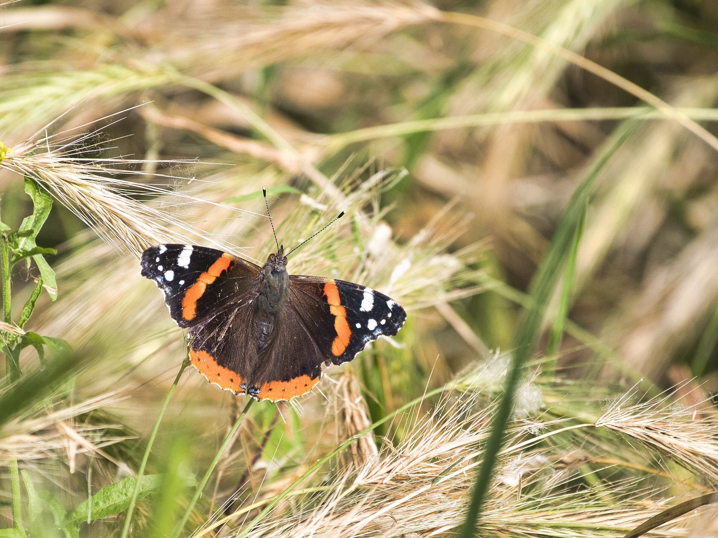 Vanessa atalanta