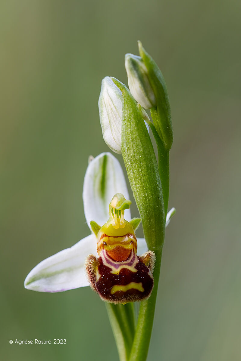 Ophrys apifera